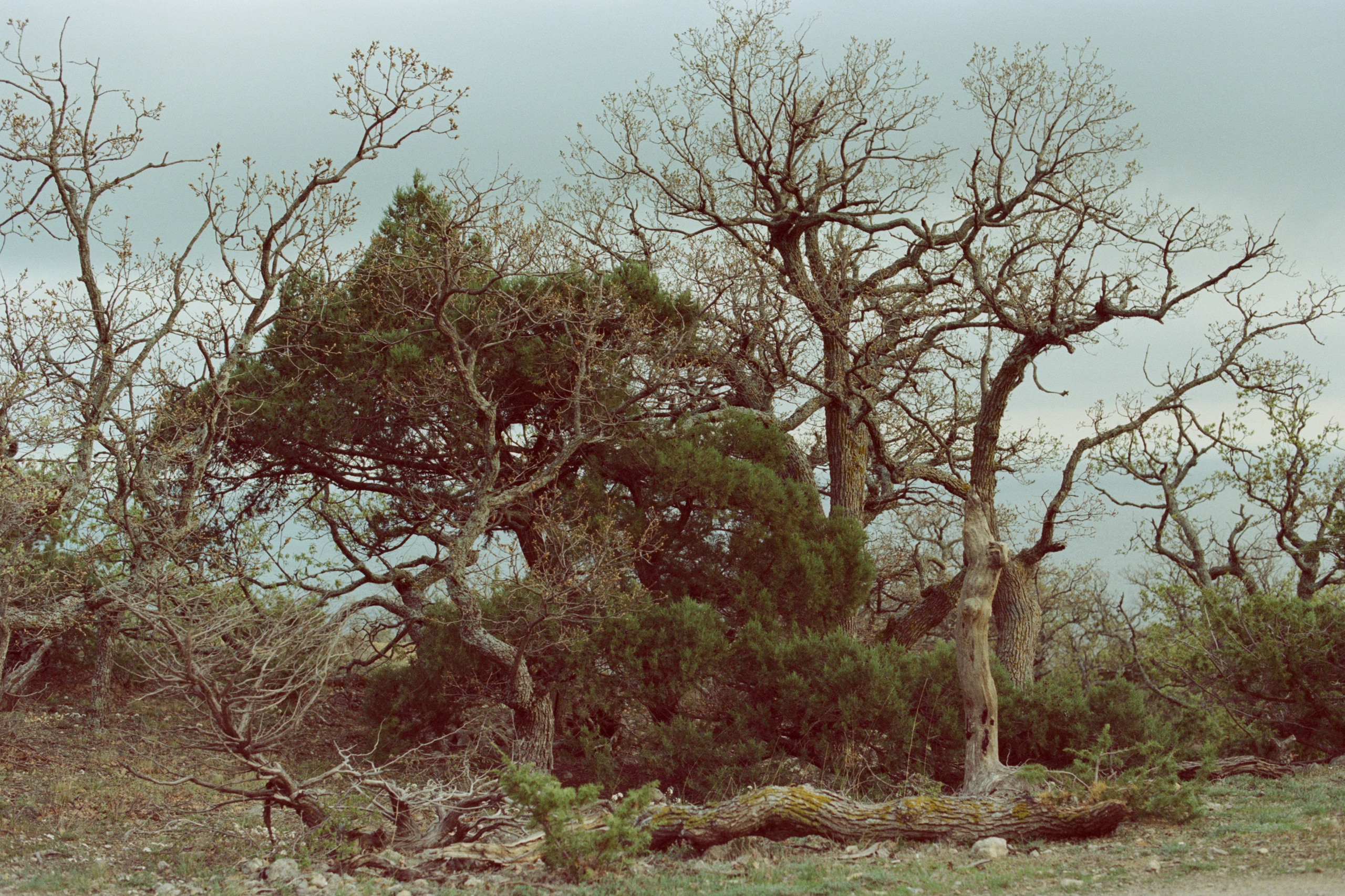 follow you // ukraine, crimea