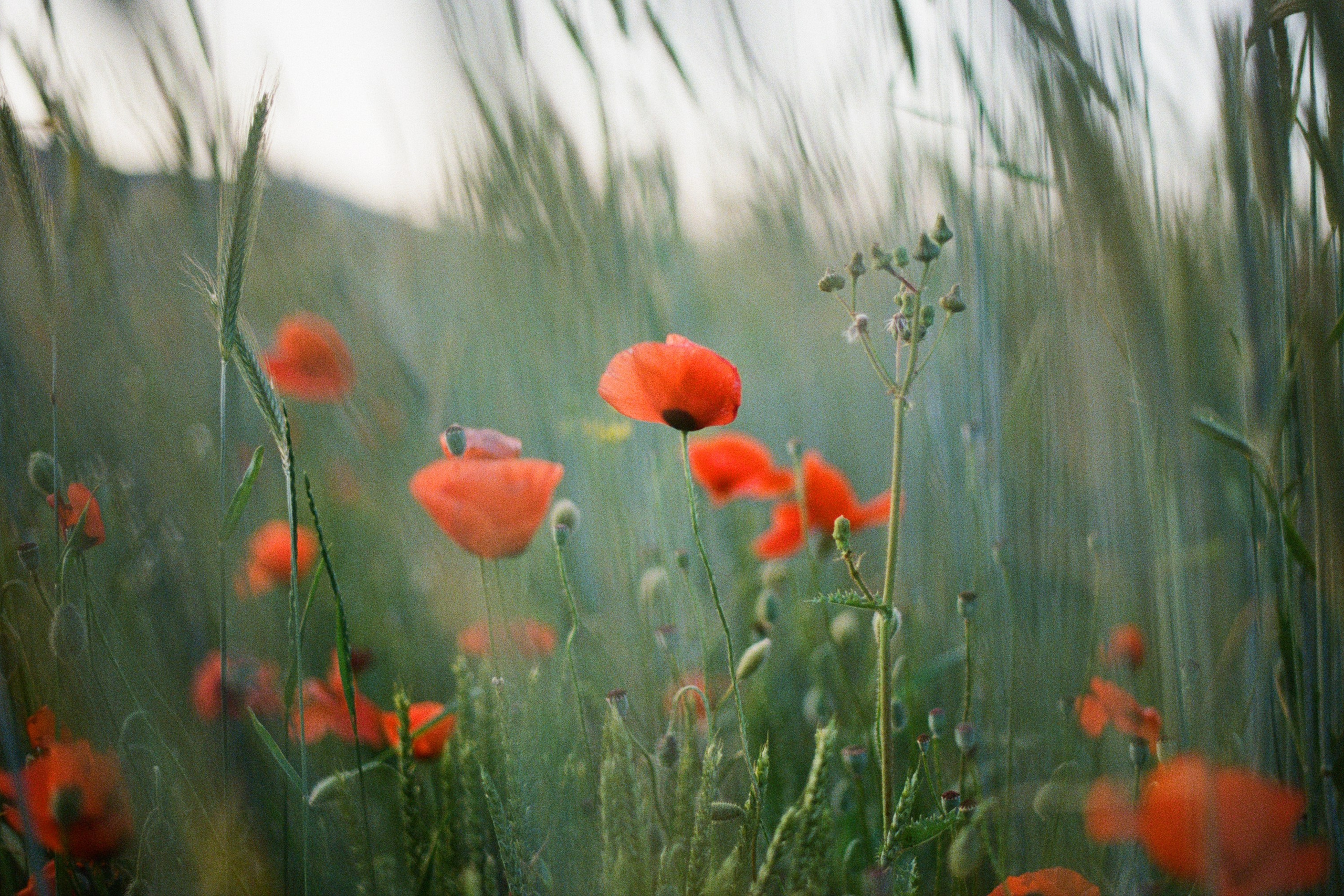 the drugs don't work // ukraine, crimea IV