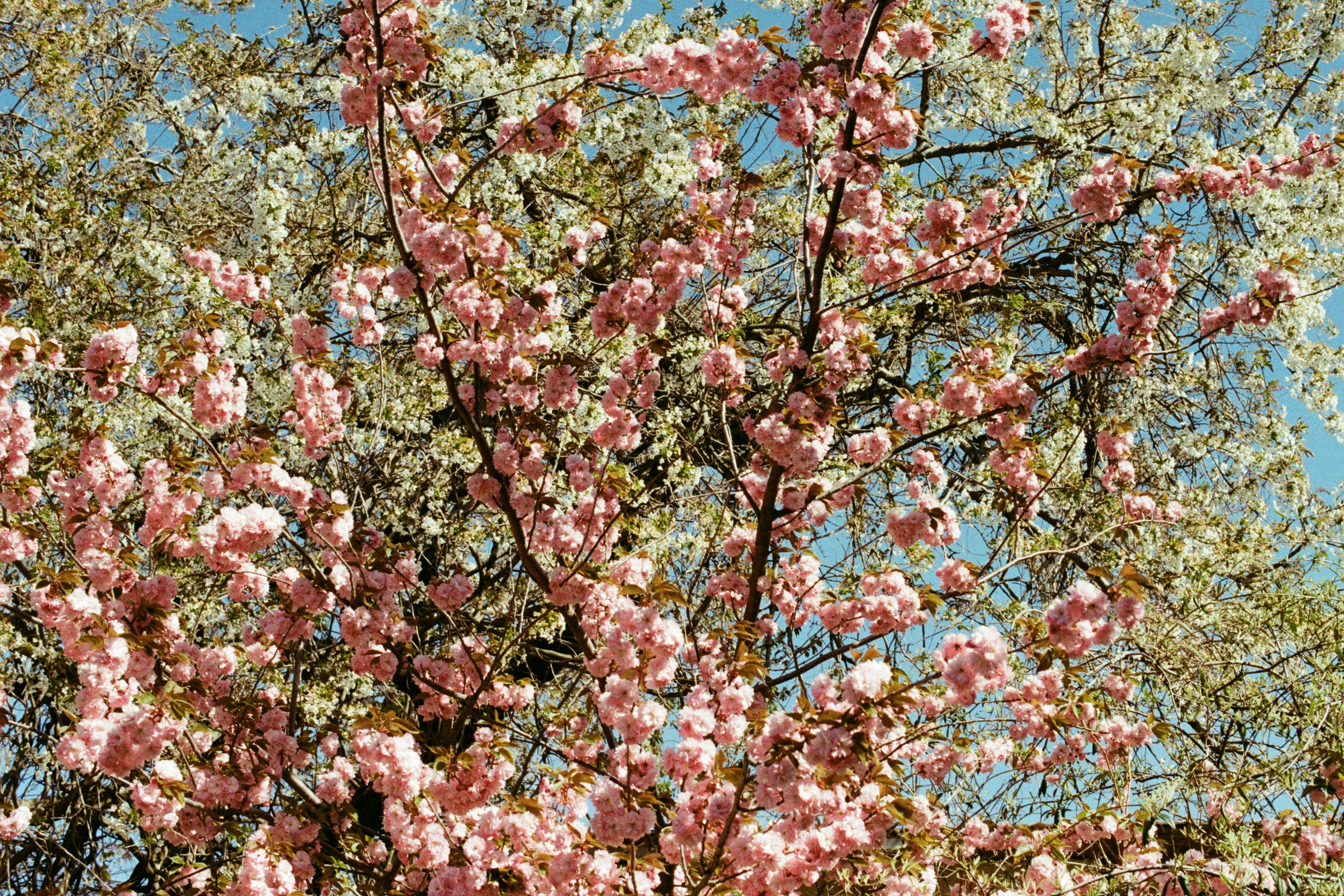 sakura blues // ukraine, crimea V