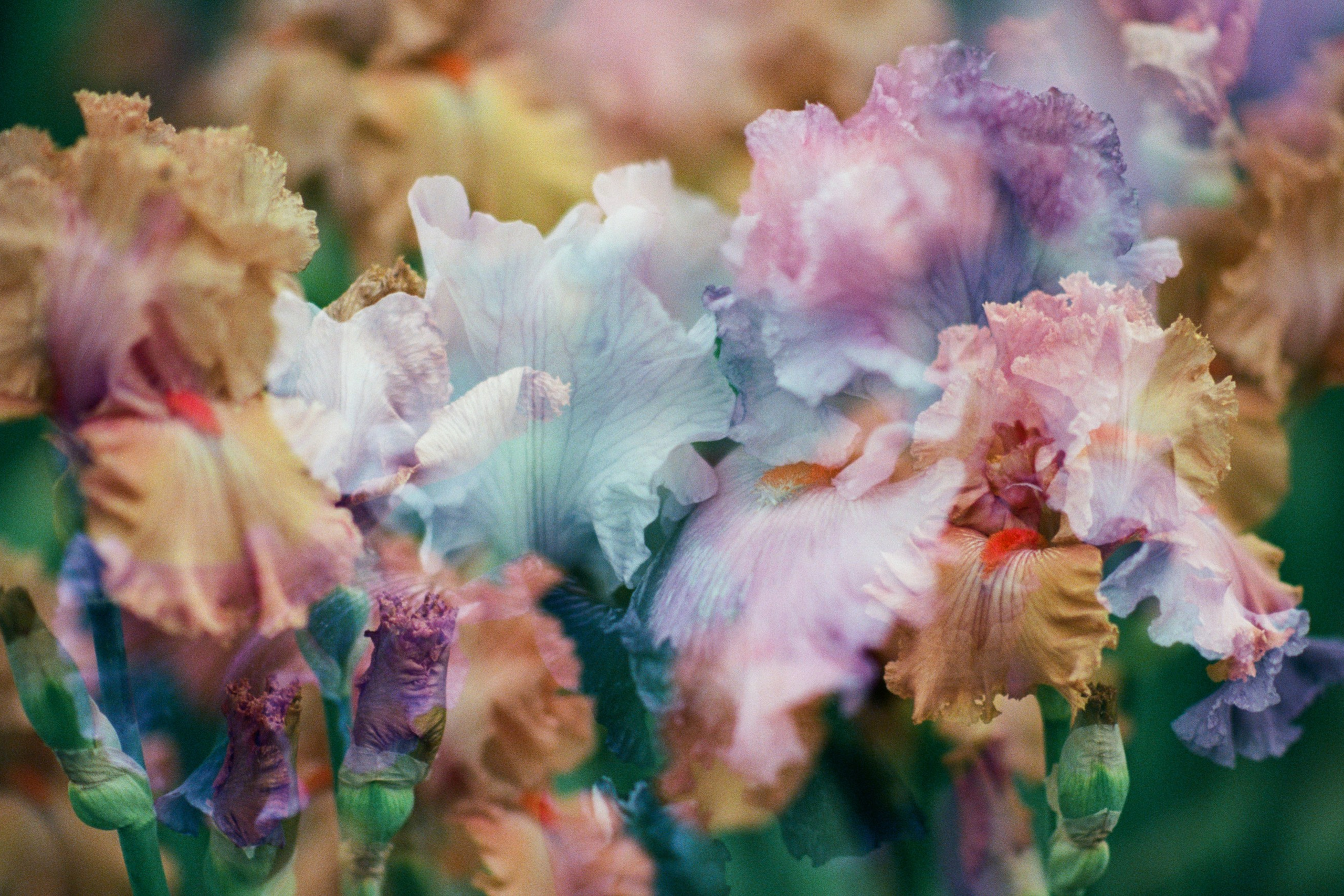 pain shopping // ukraine, crimea IV