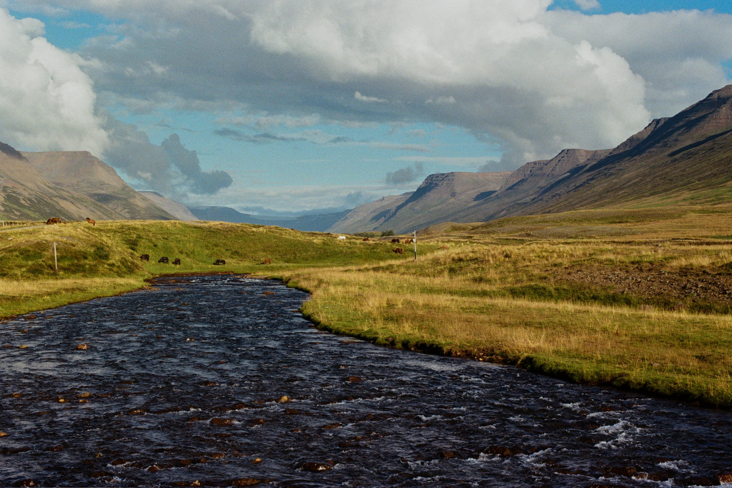 vor i vaglaskogi // iceland, 724
