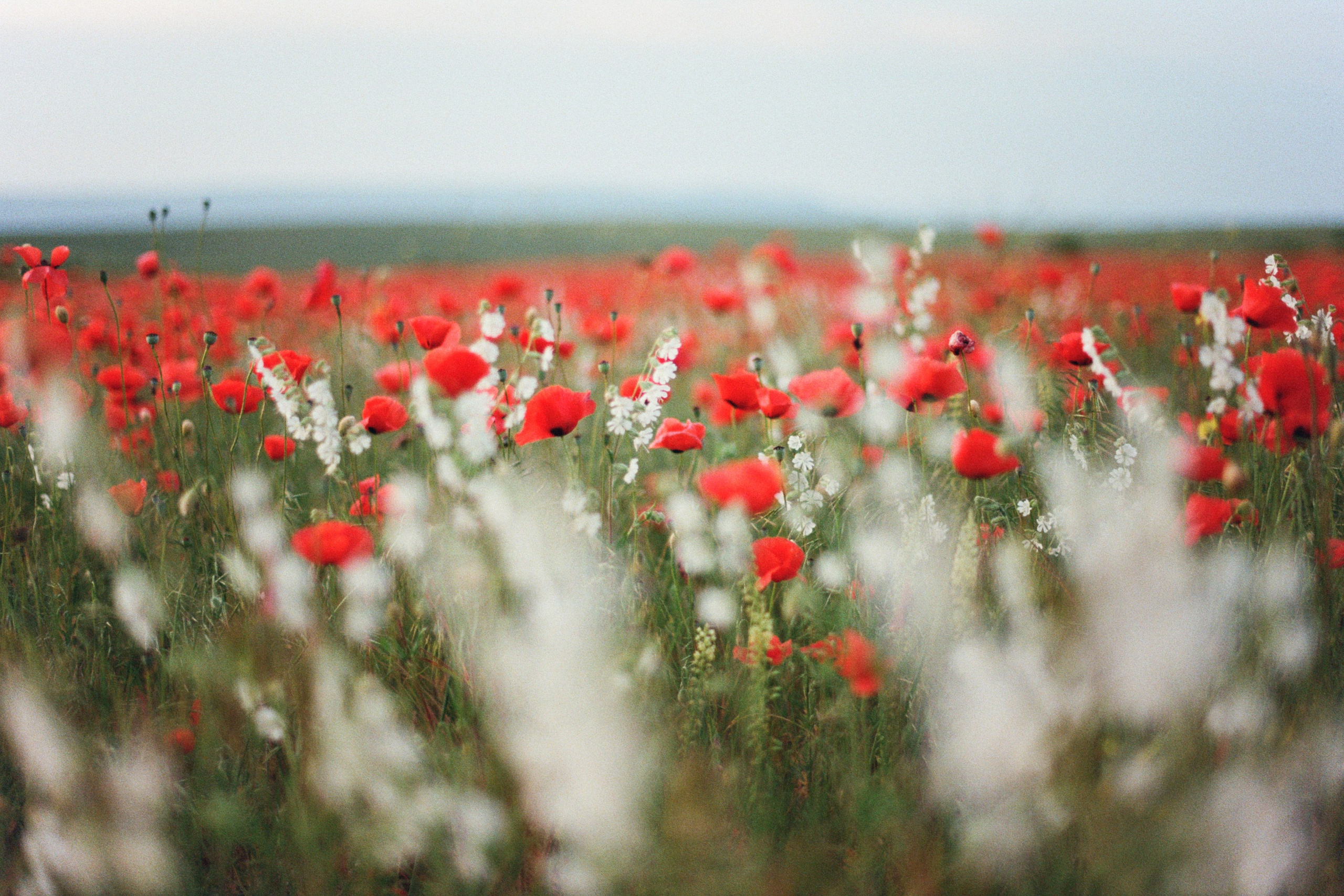 silent running // ukraine, crimea IV