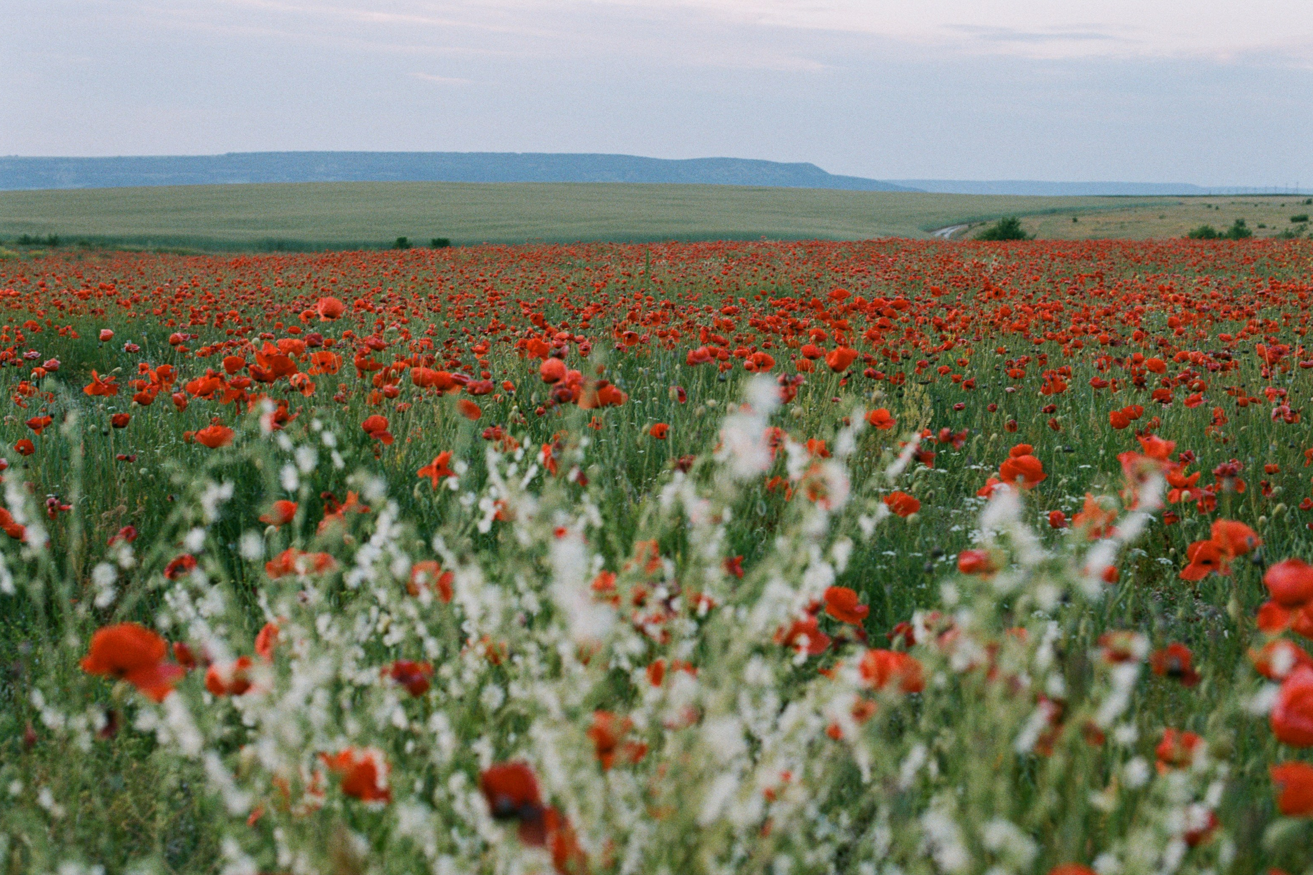 the drugs don't work // ukraine, crimea V