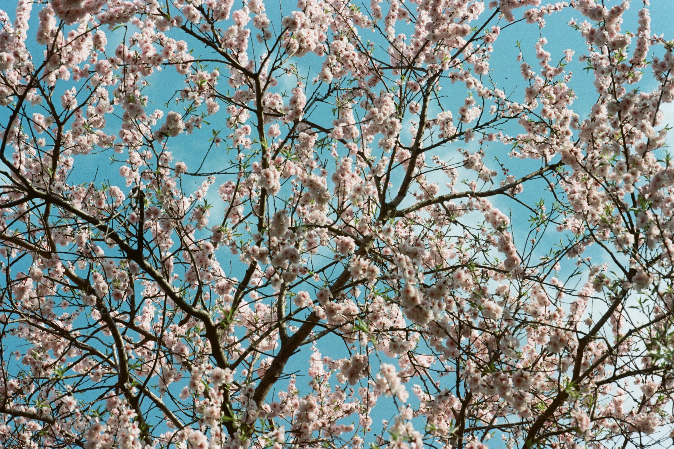 sakura blues // ukraine, crimea