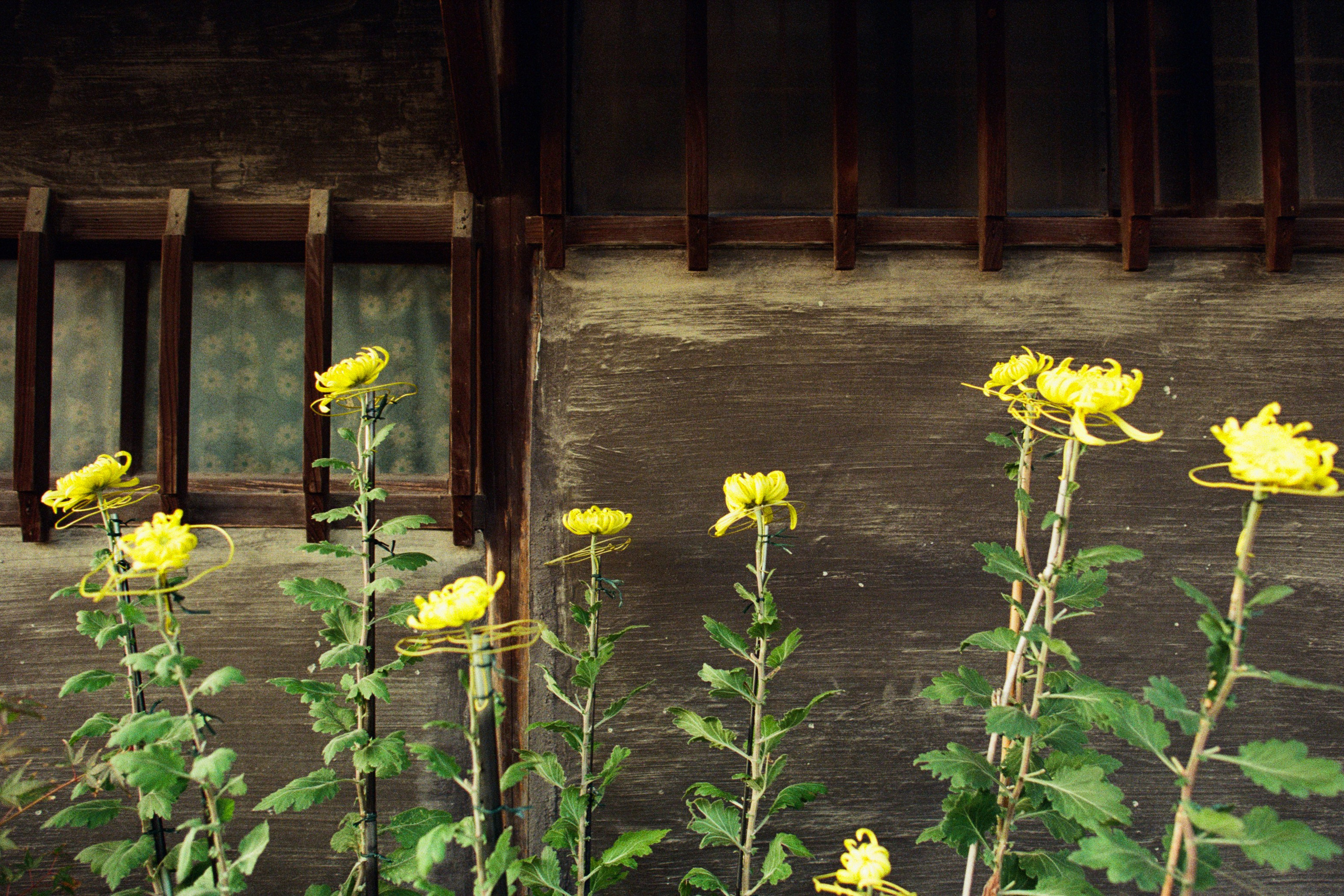 out of noise // japan, kyoto IV