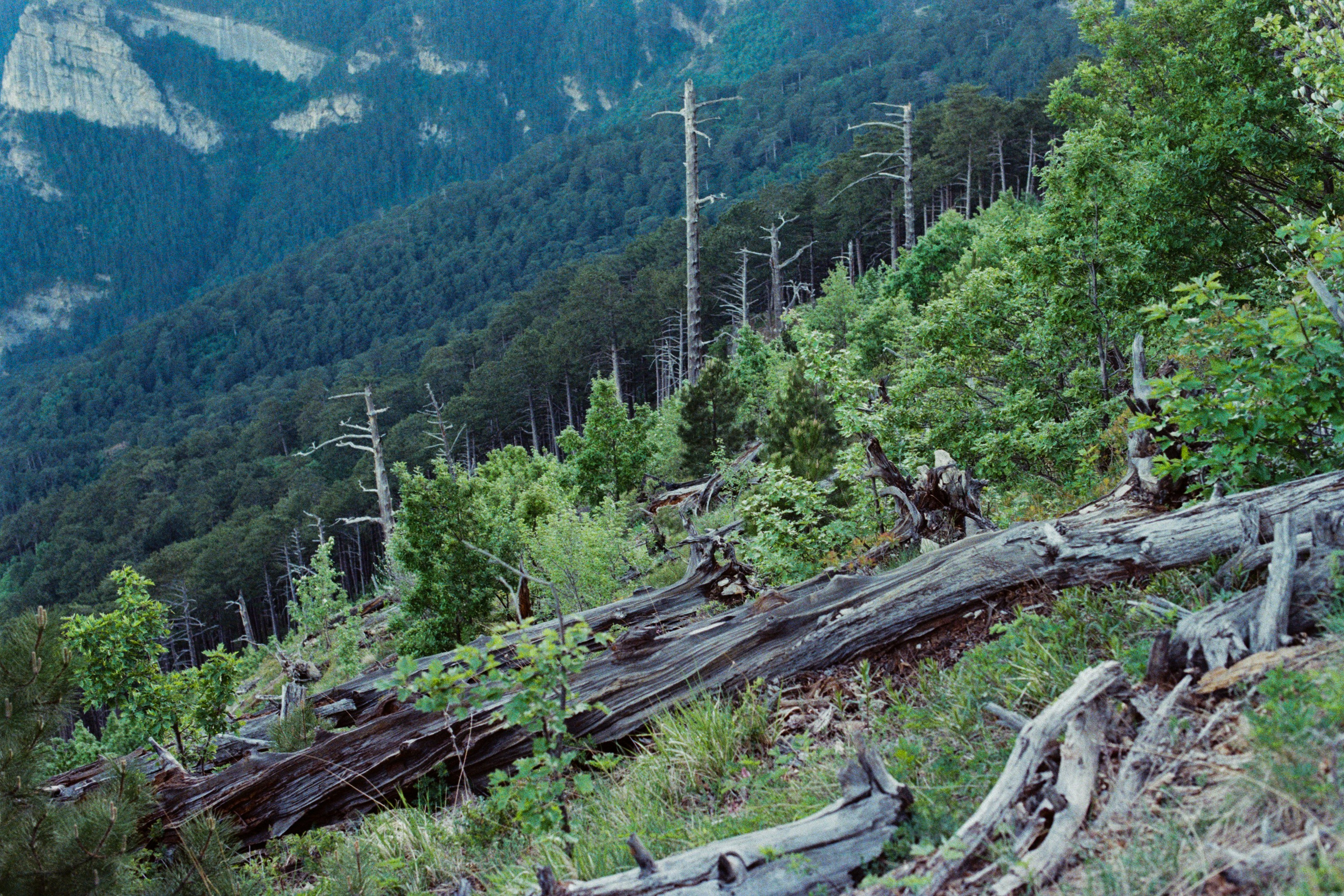 silver strings // ukraine, crimea VI