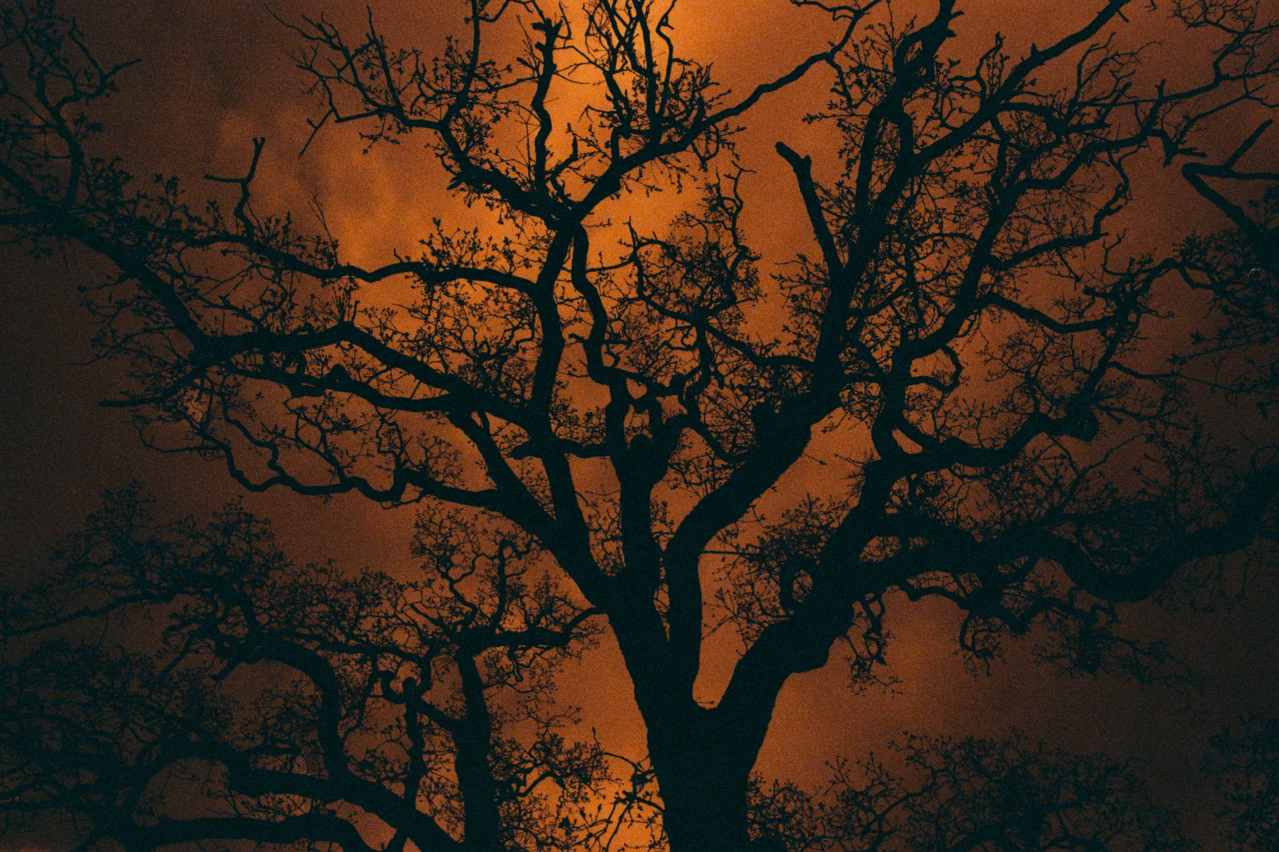 sakura blues // ukraine, crimea VIII