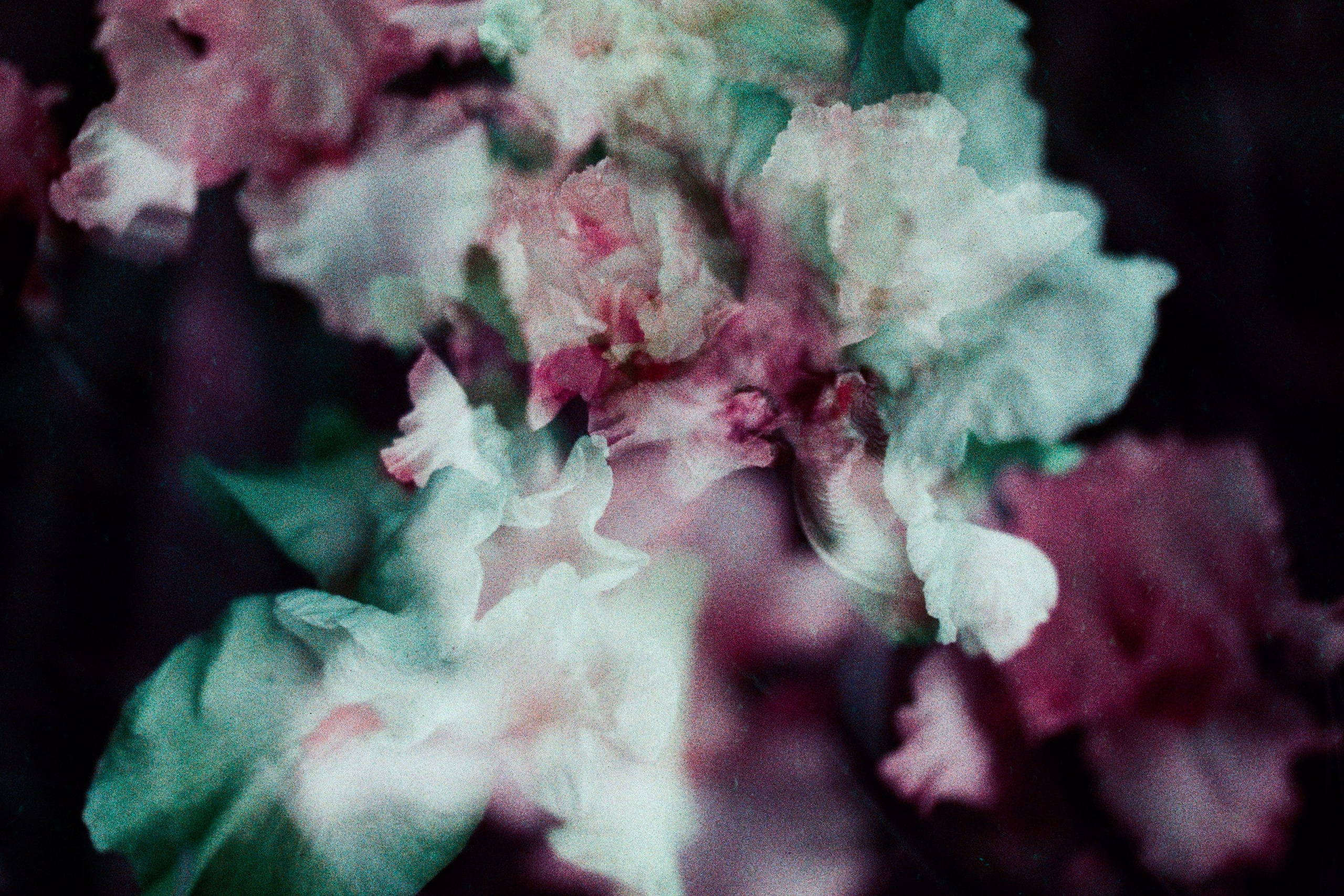flowers // crimea