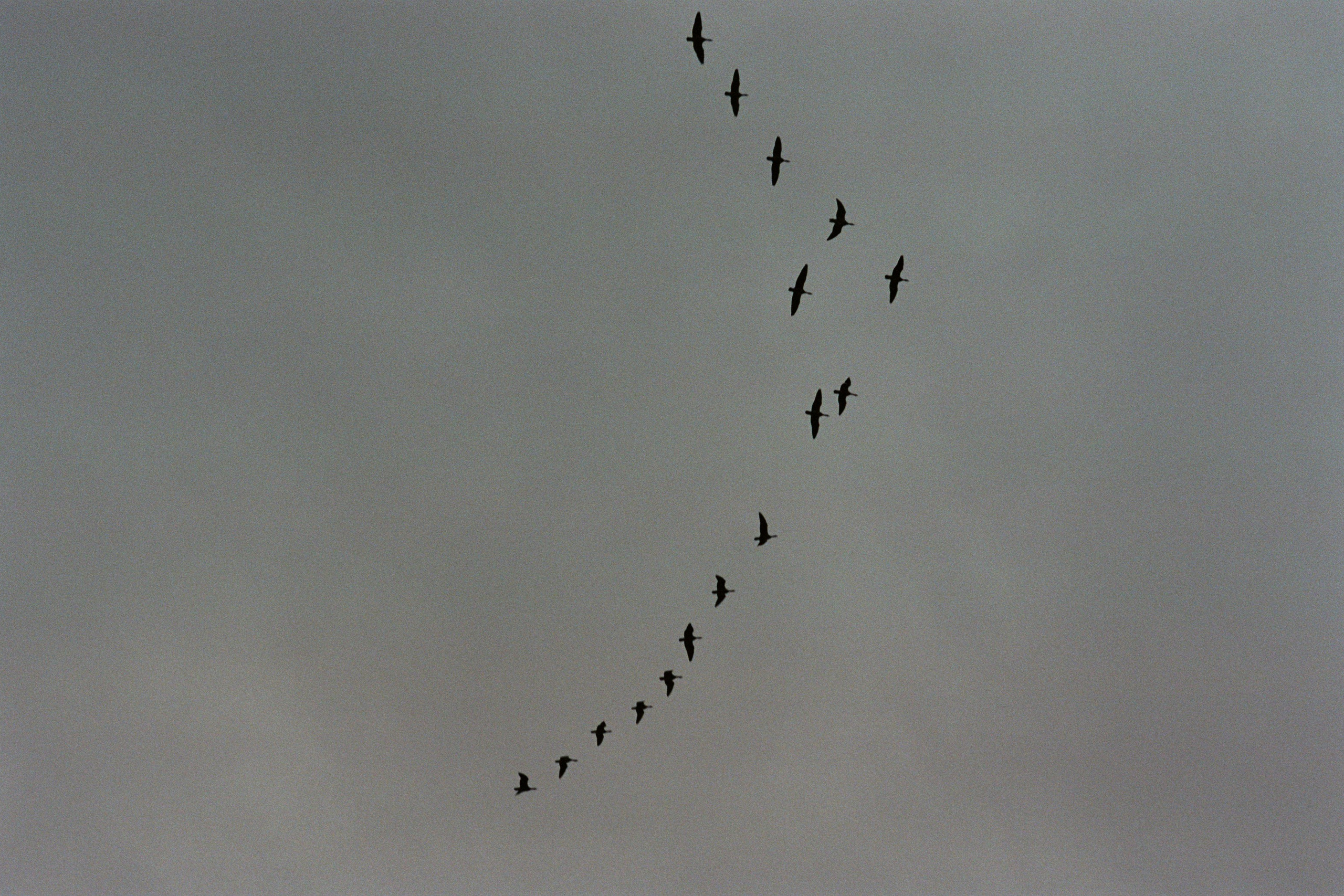 bloodline // iceland, 1