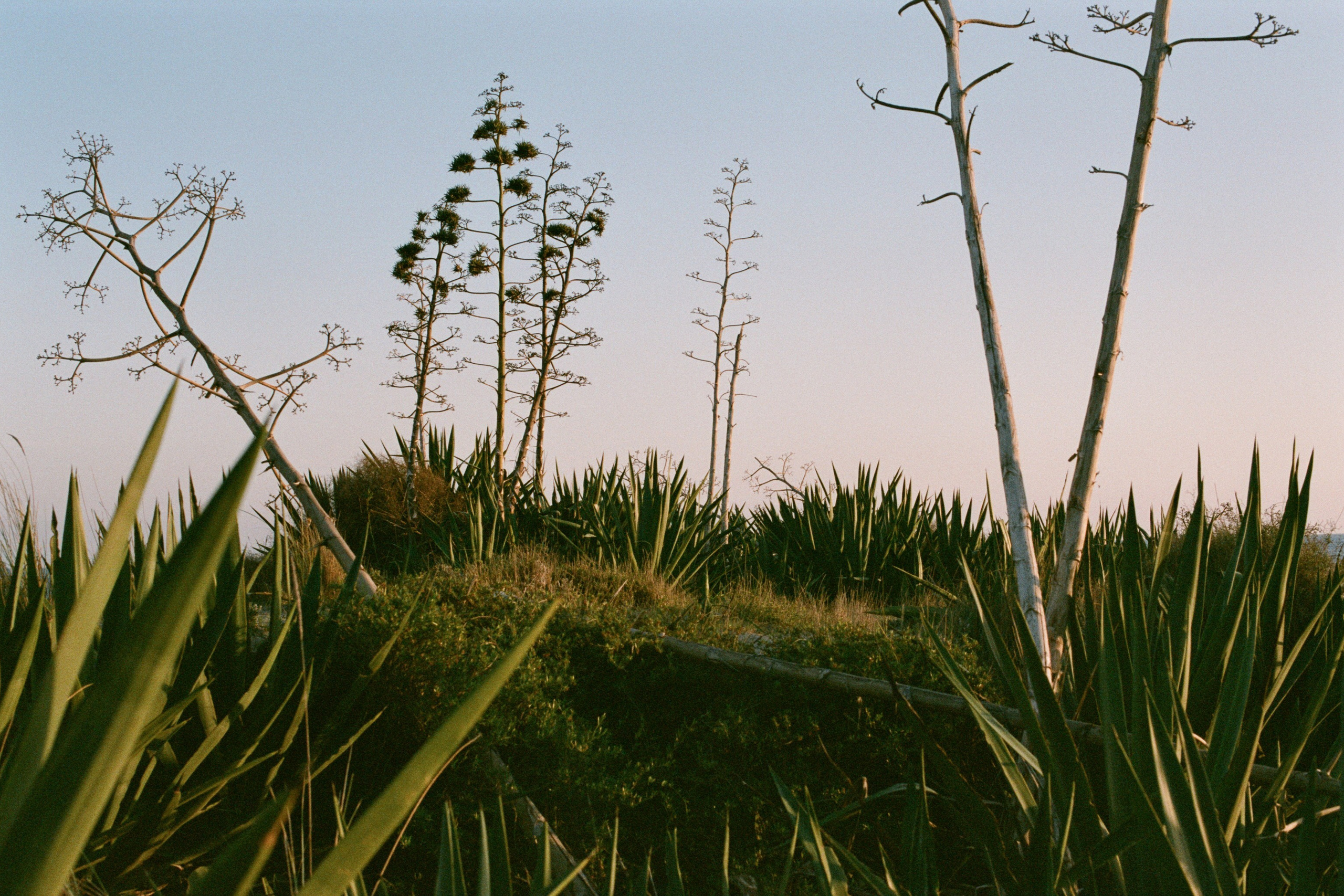 spanish sahara // spain, cabo de gata II