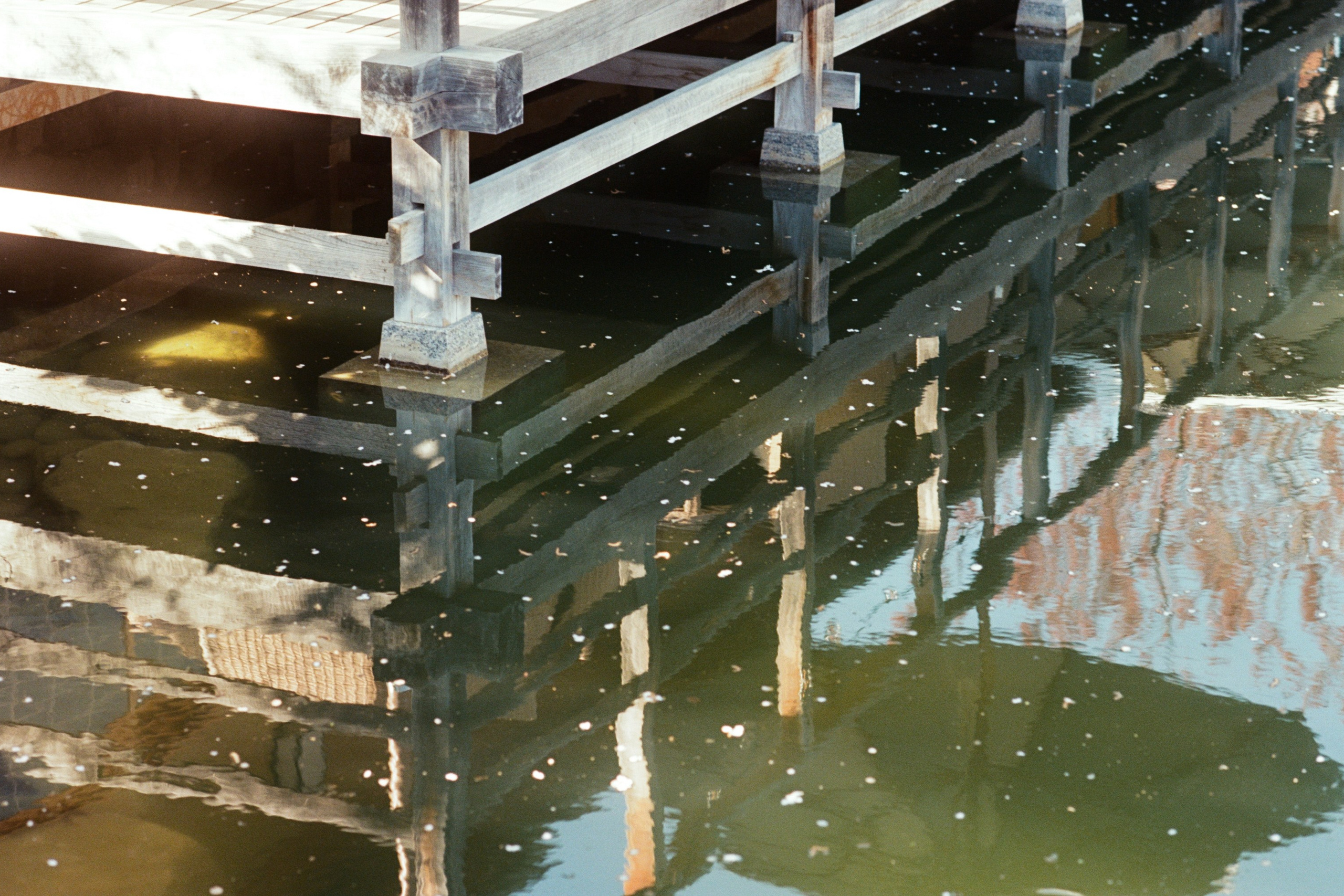 sakura blues // ukraine, crimea VI