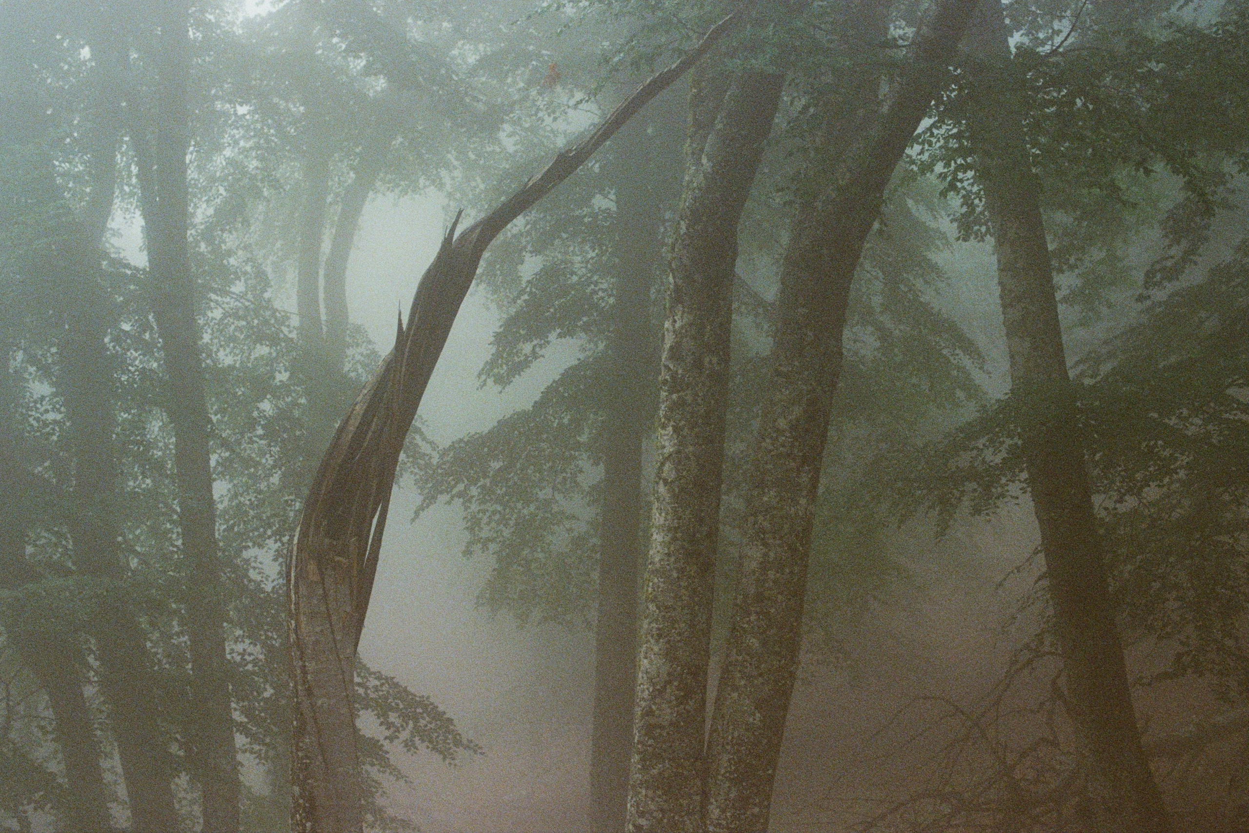 dig it // ukraine, crimea II