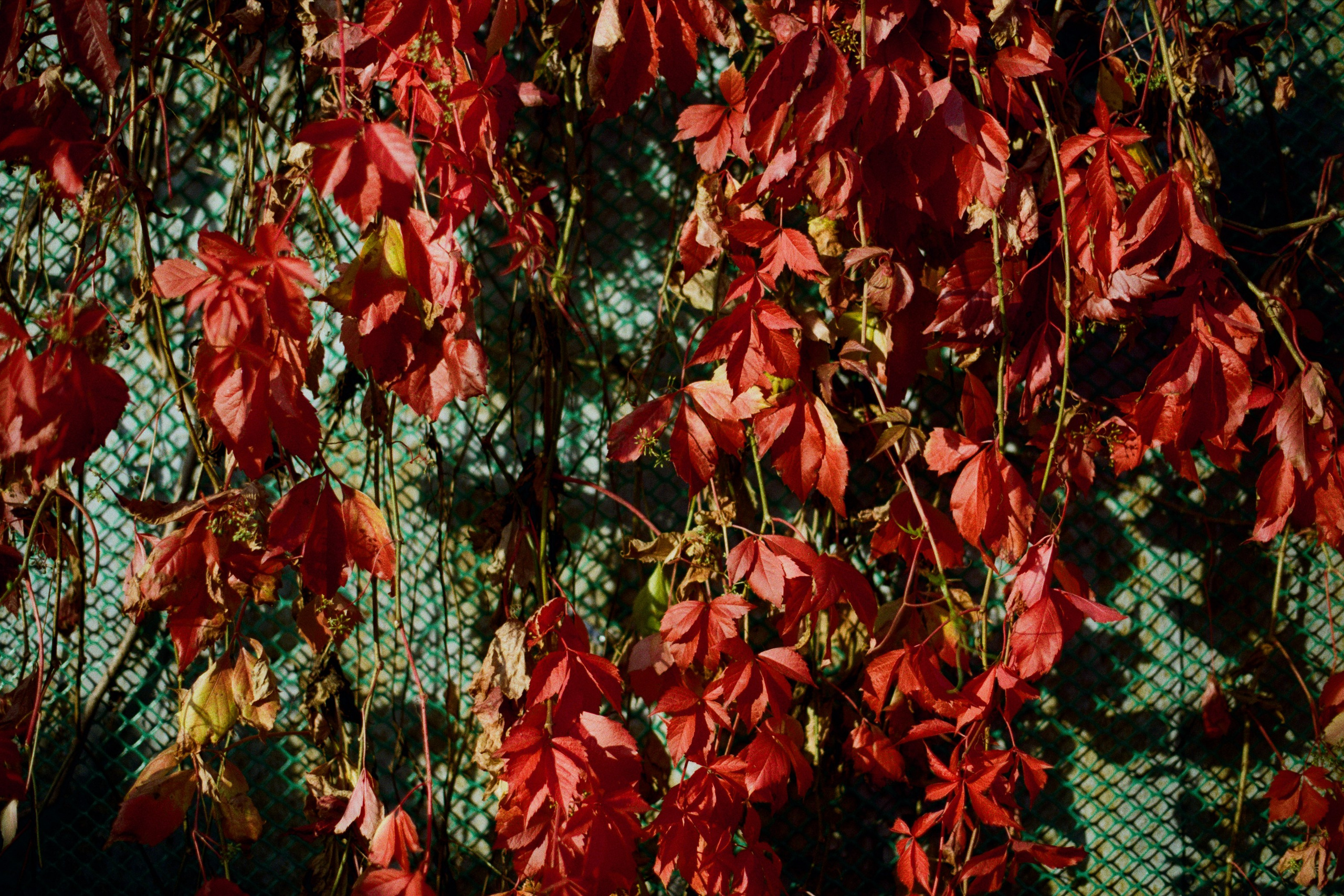 my name is dust // kostroma