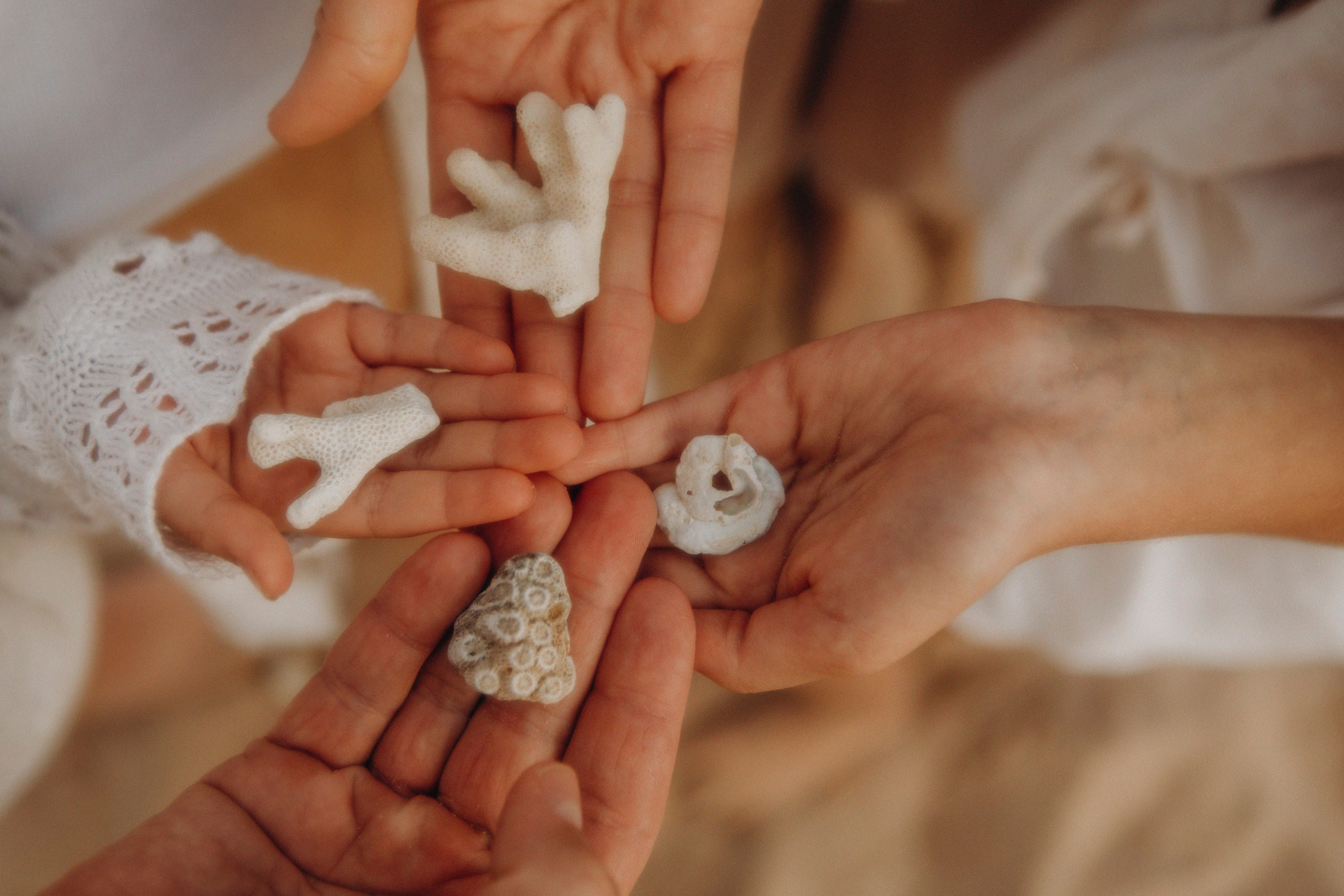 Искали ракушки