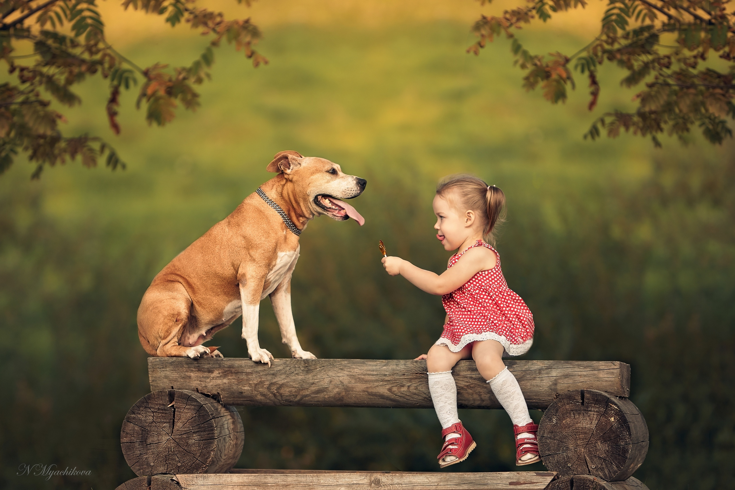 Фотосессия с собакой