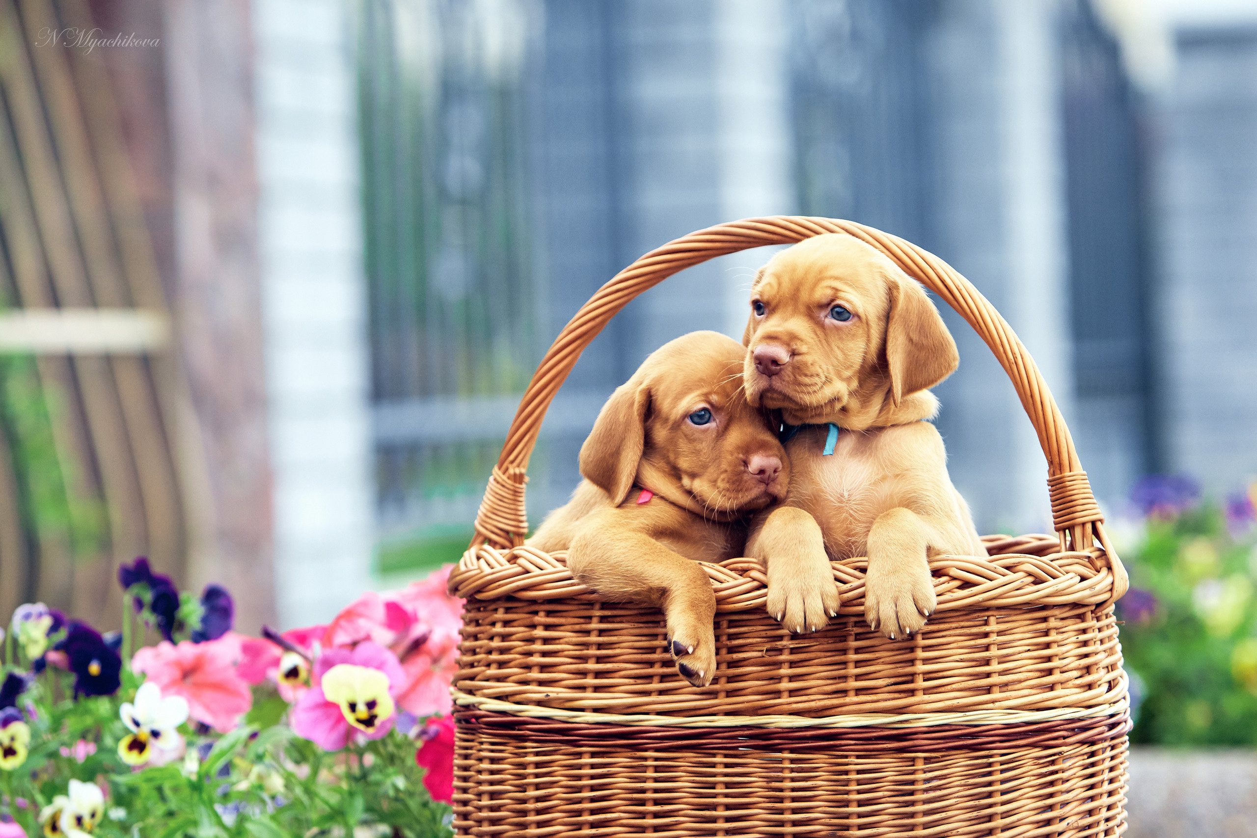 Фотосессия щенков для продажи