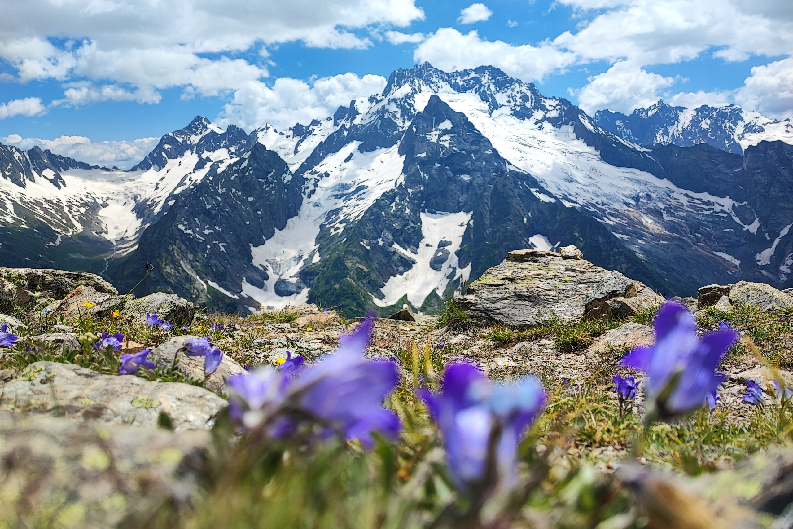 намобилкус кавказский