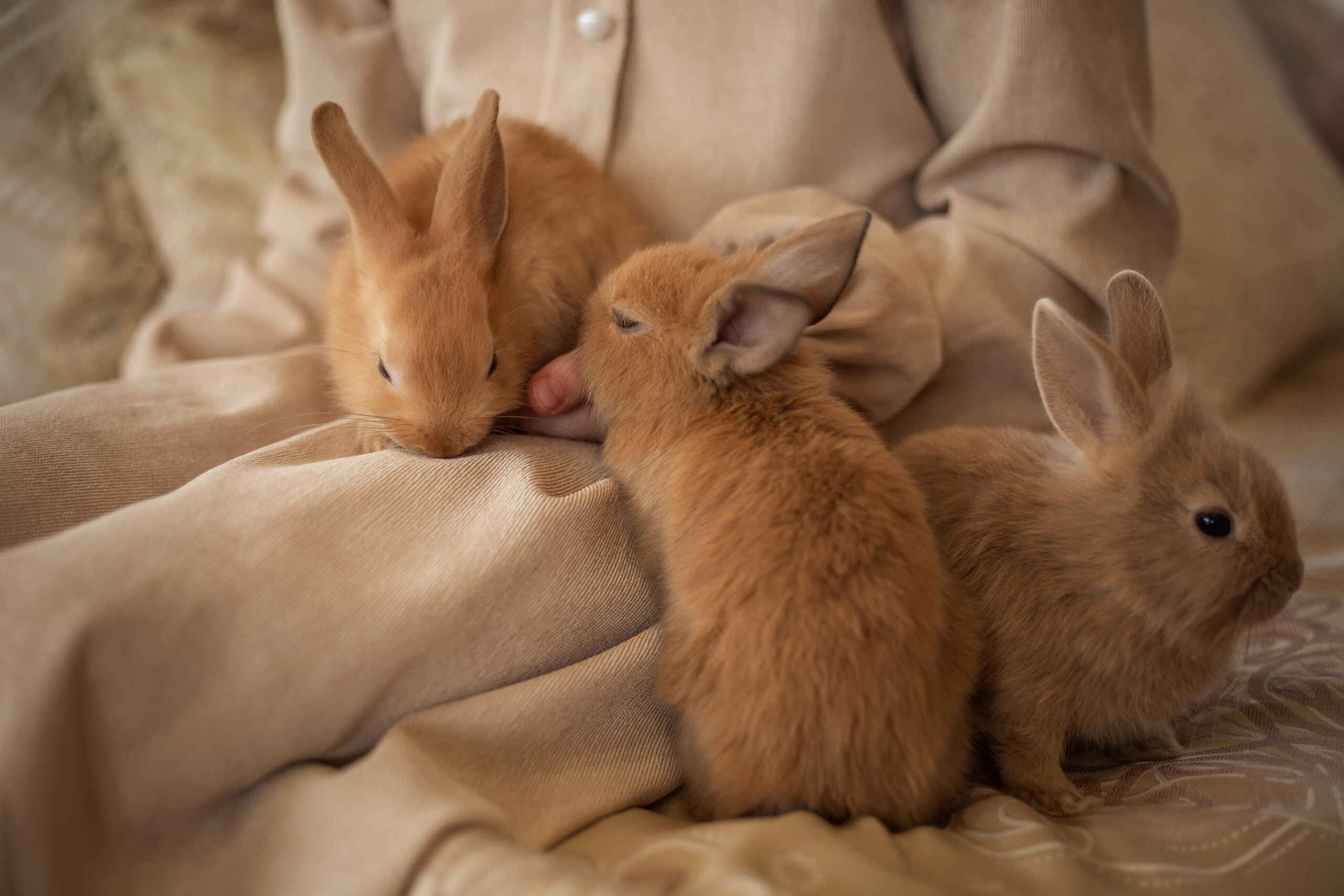 Фотосессия с кроликами