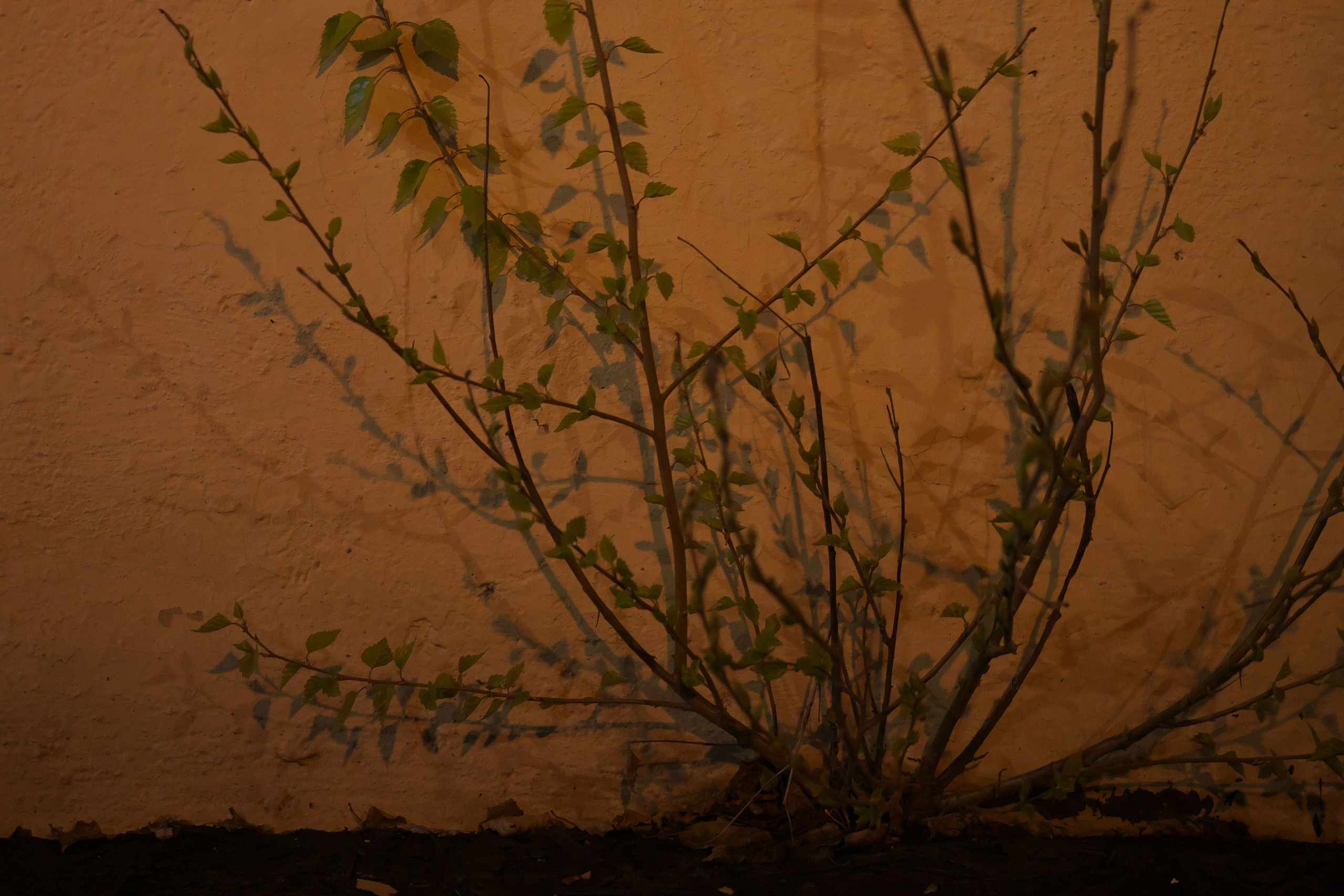 Первые весенние листочки 🌿. Миша Печёнкин | фотография