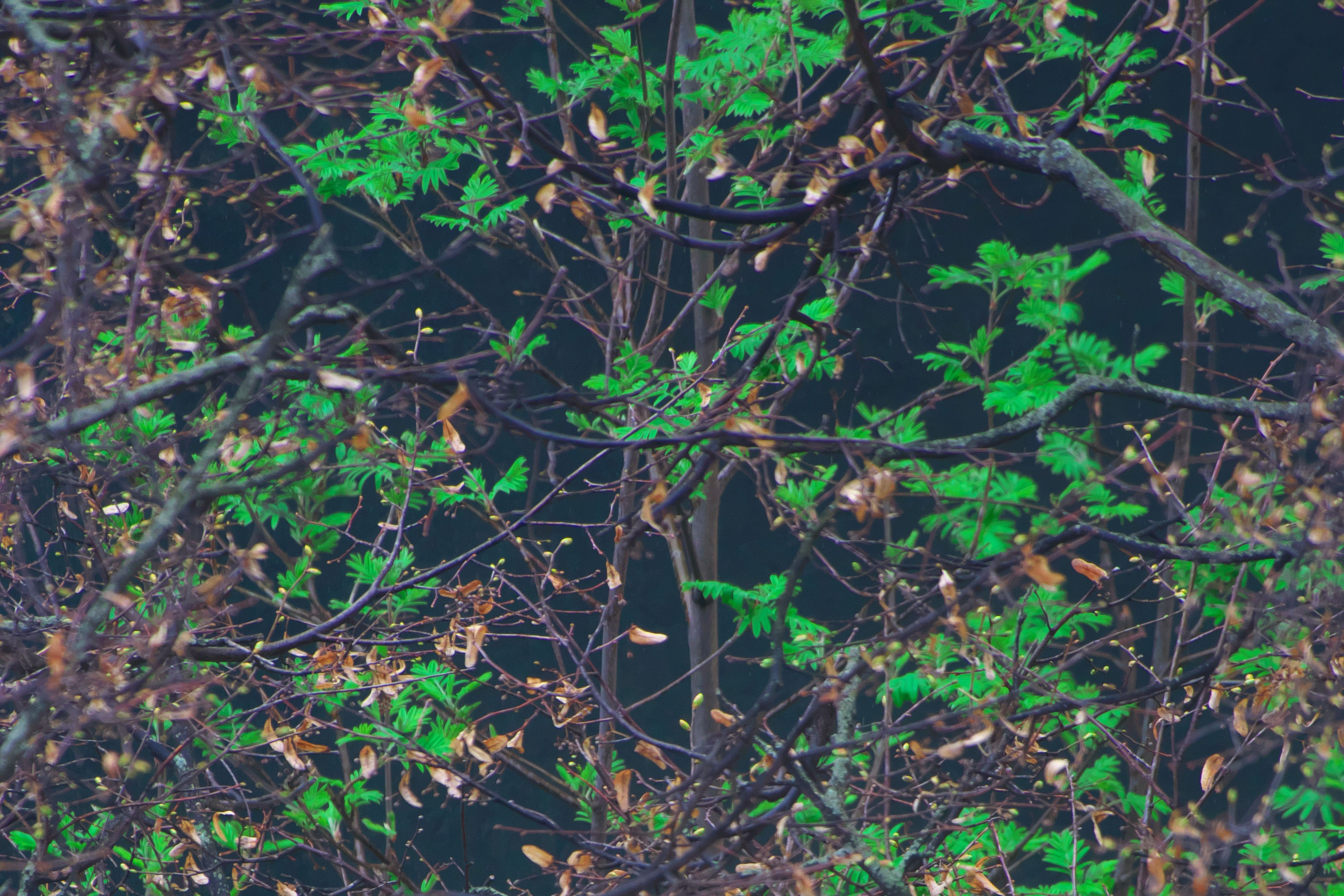 День выдался прохладным и пасмурным ☁️. Миша Печёнкин | фотография