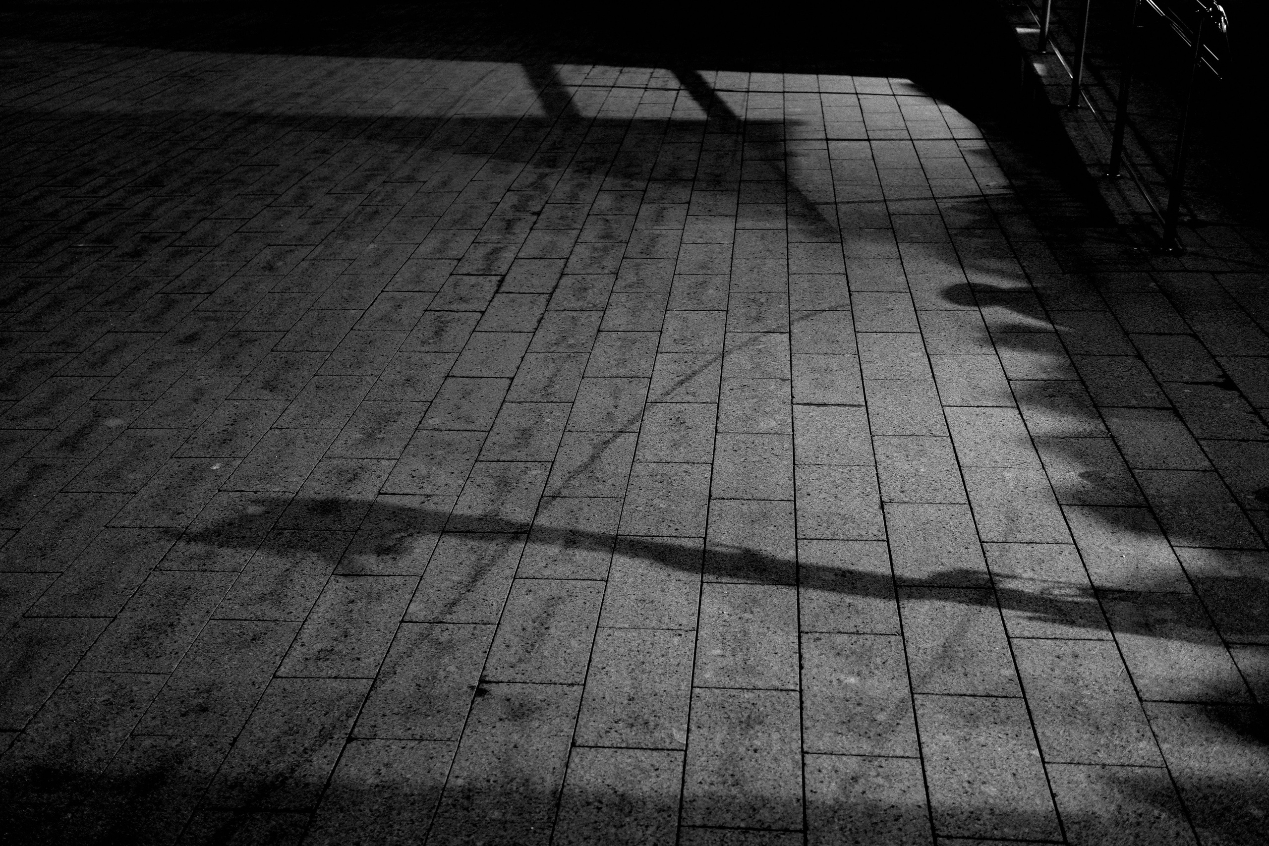 Маленькое деревцо 🌱. Миша Печёнкин | фотография