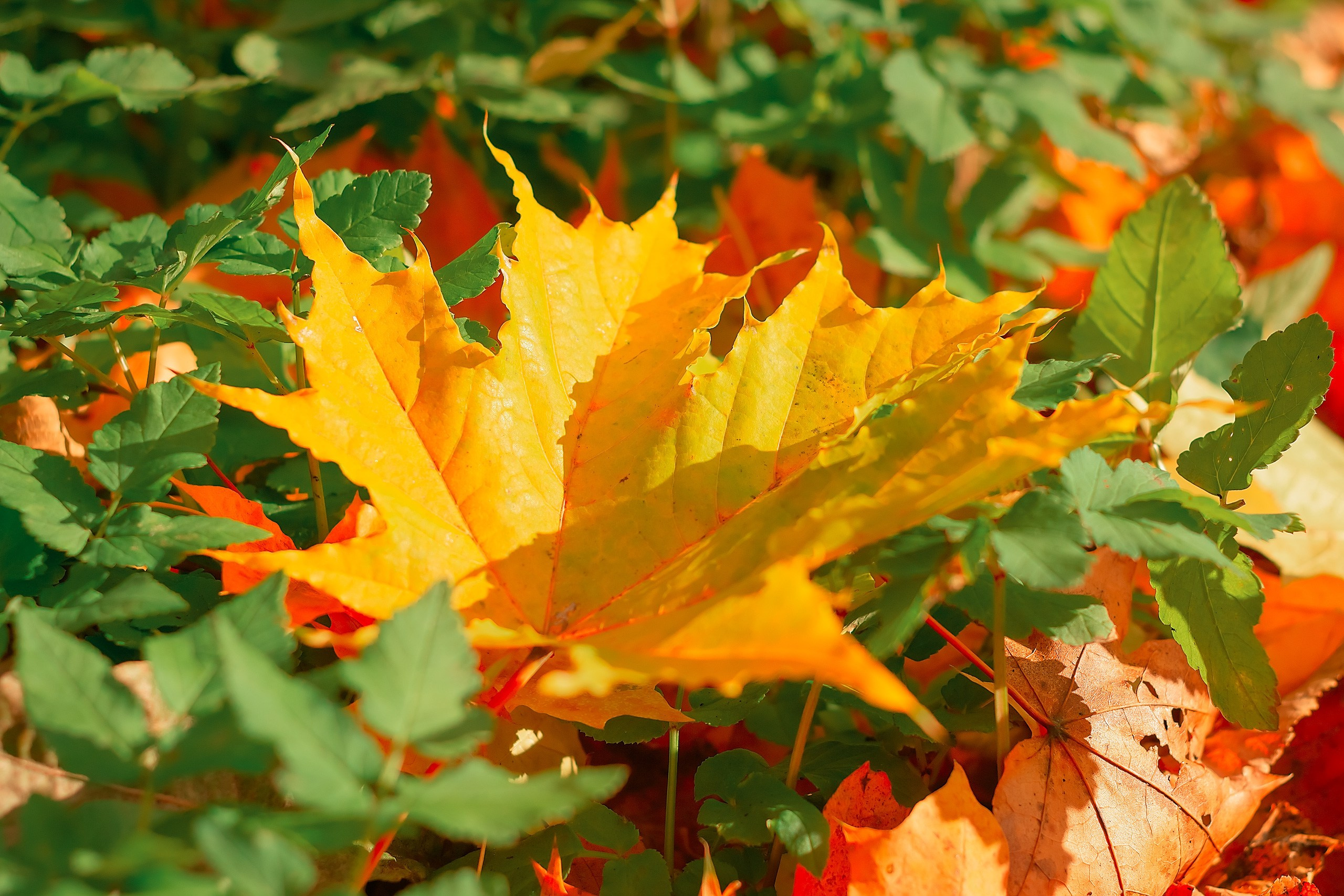 Мысли Вслух. Аmat Victoria Сuram