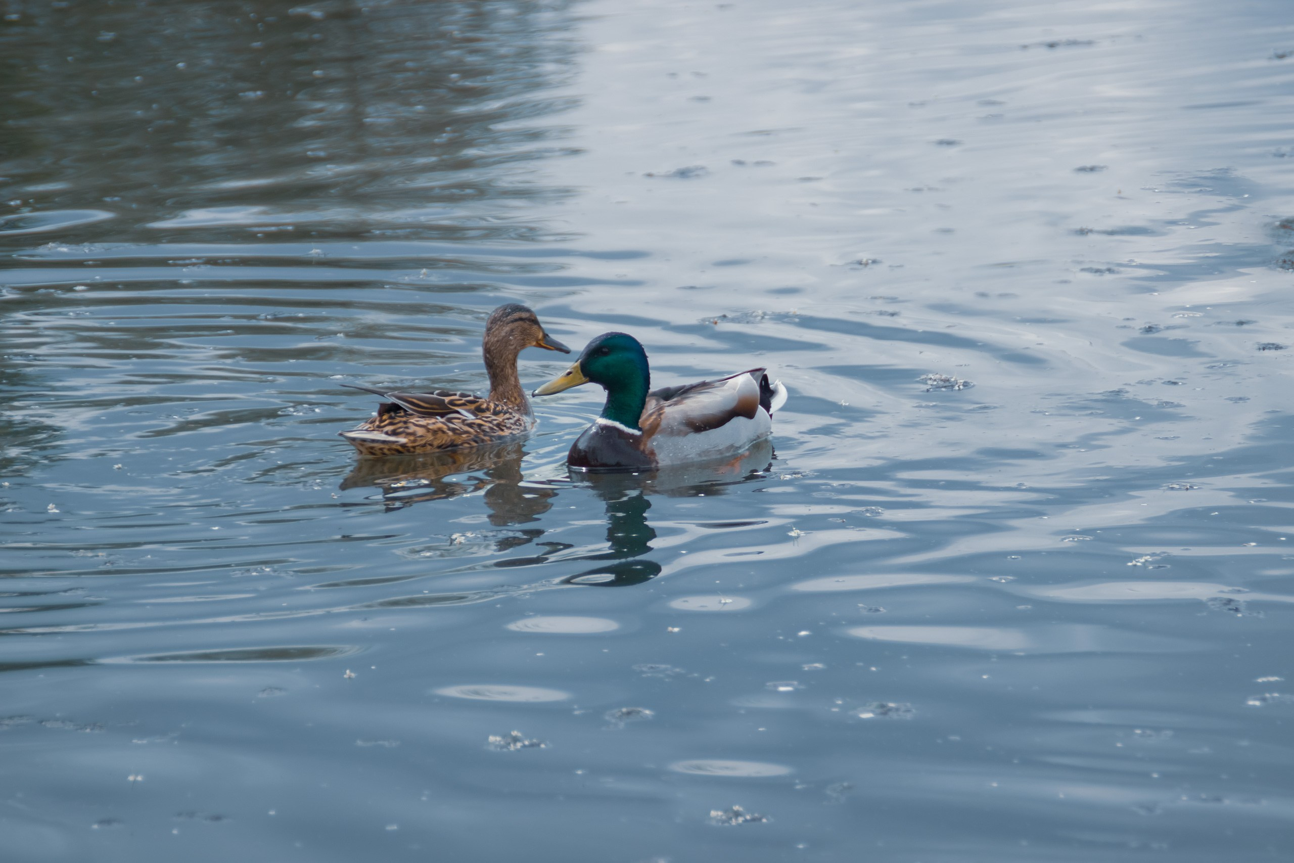 А что Дальше?. Аmat Victoria Сuram