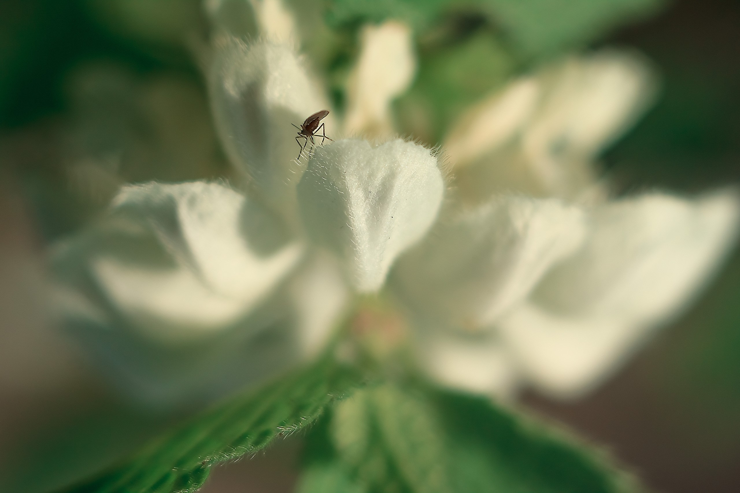 Мысли Вслух. Аmat Victoria Сuram