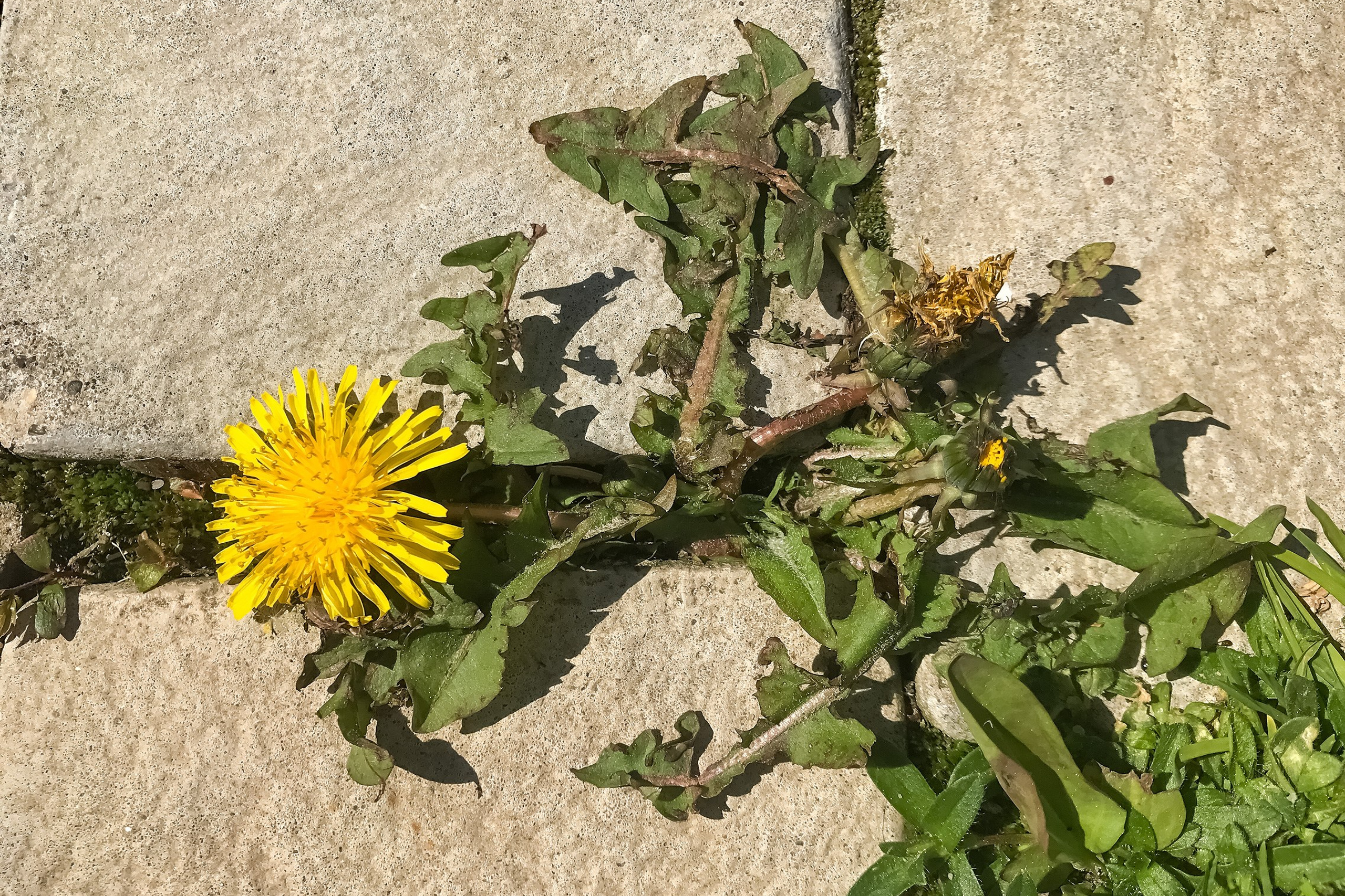 Мысли Вслух. Аmat Victoria Сuram