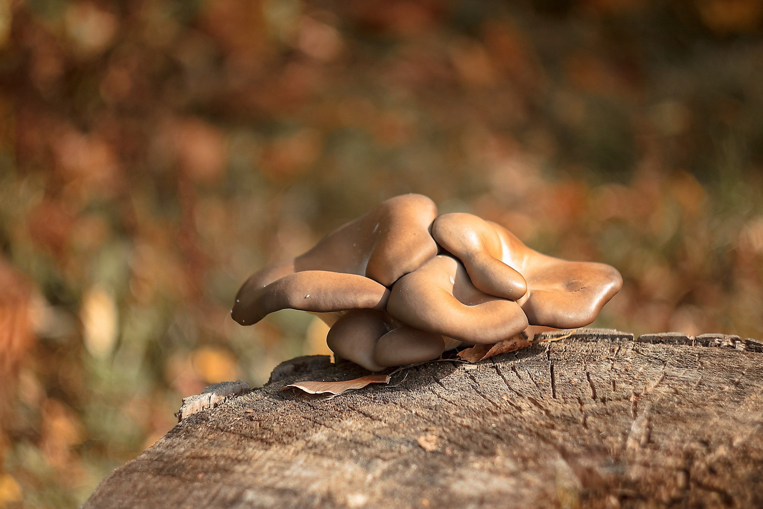 Мысли Вслух. Аmat Victoria Сuram