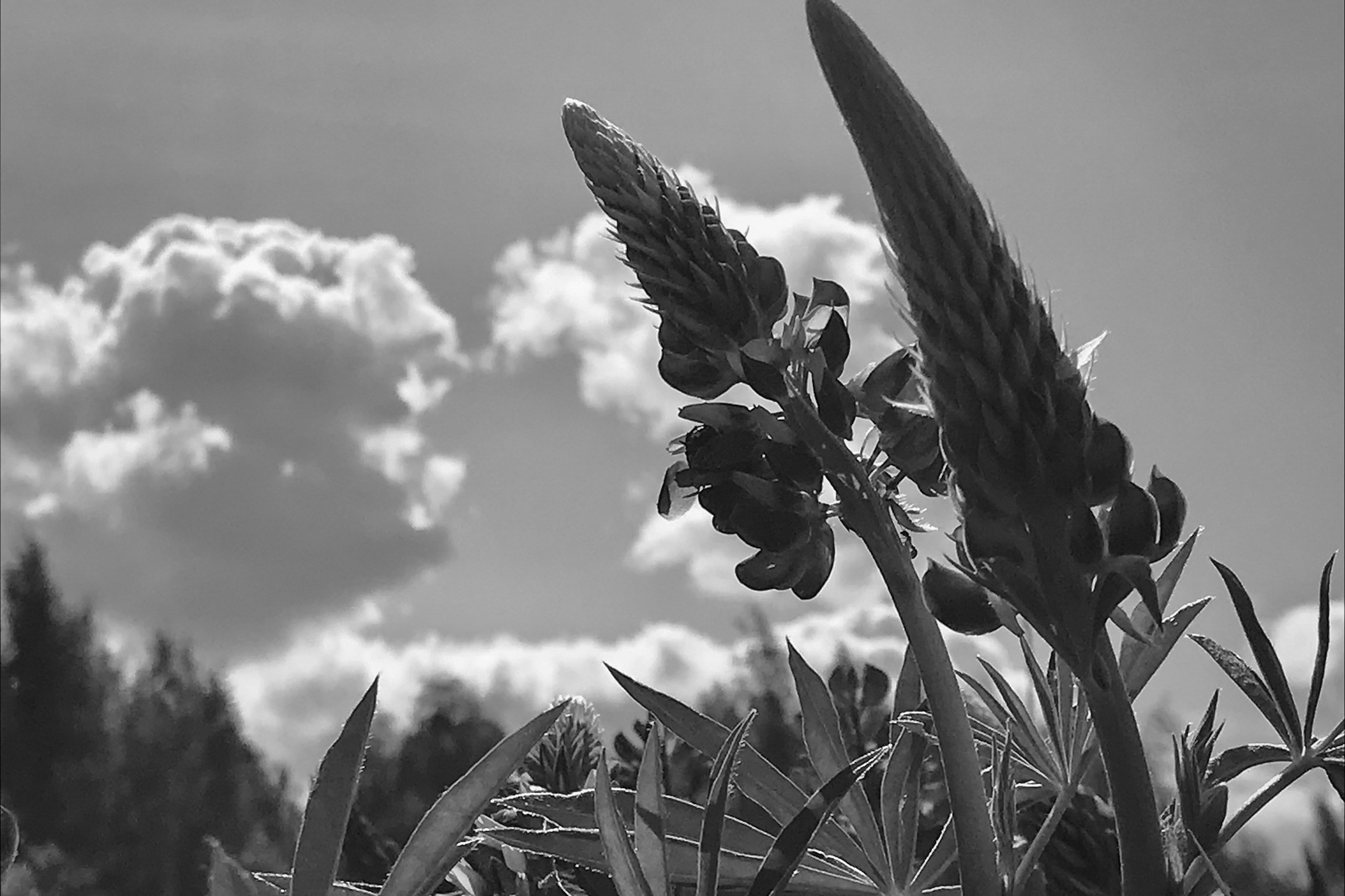 А что Дальше?. Аmat Victoria Сuram