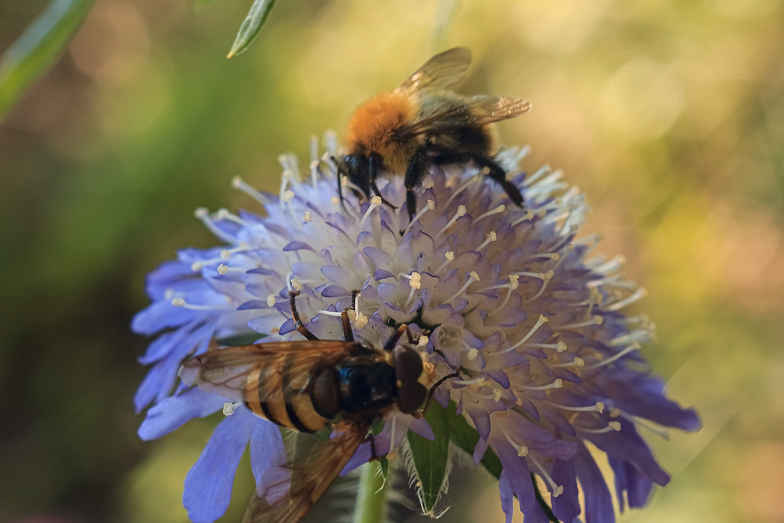 Мысли Вслух. Аmat Victoria Сuram