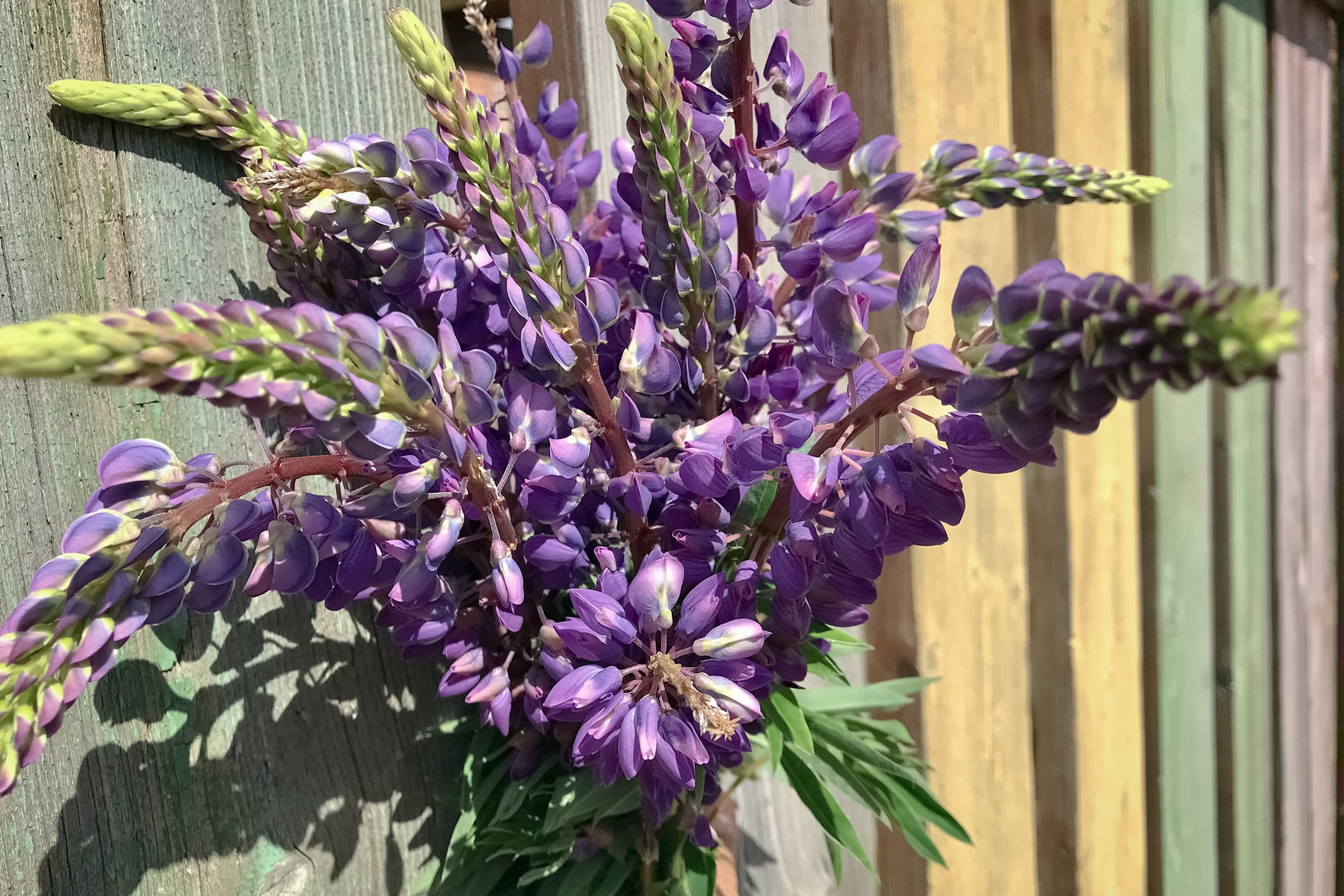 А что Дальше?. Аmat Victoria Сuram