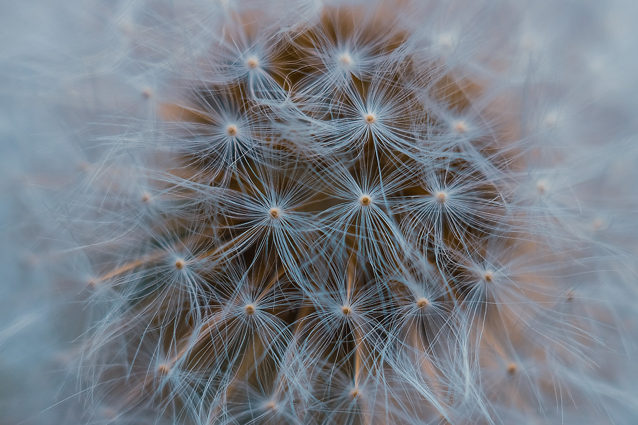 А что Дальше?. Аmat Victoria Сuram