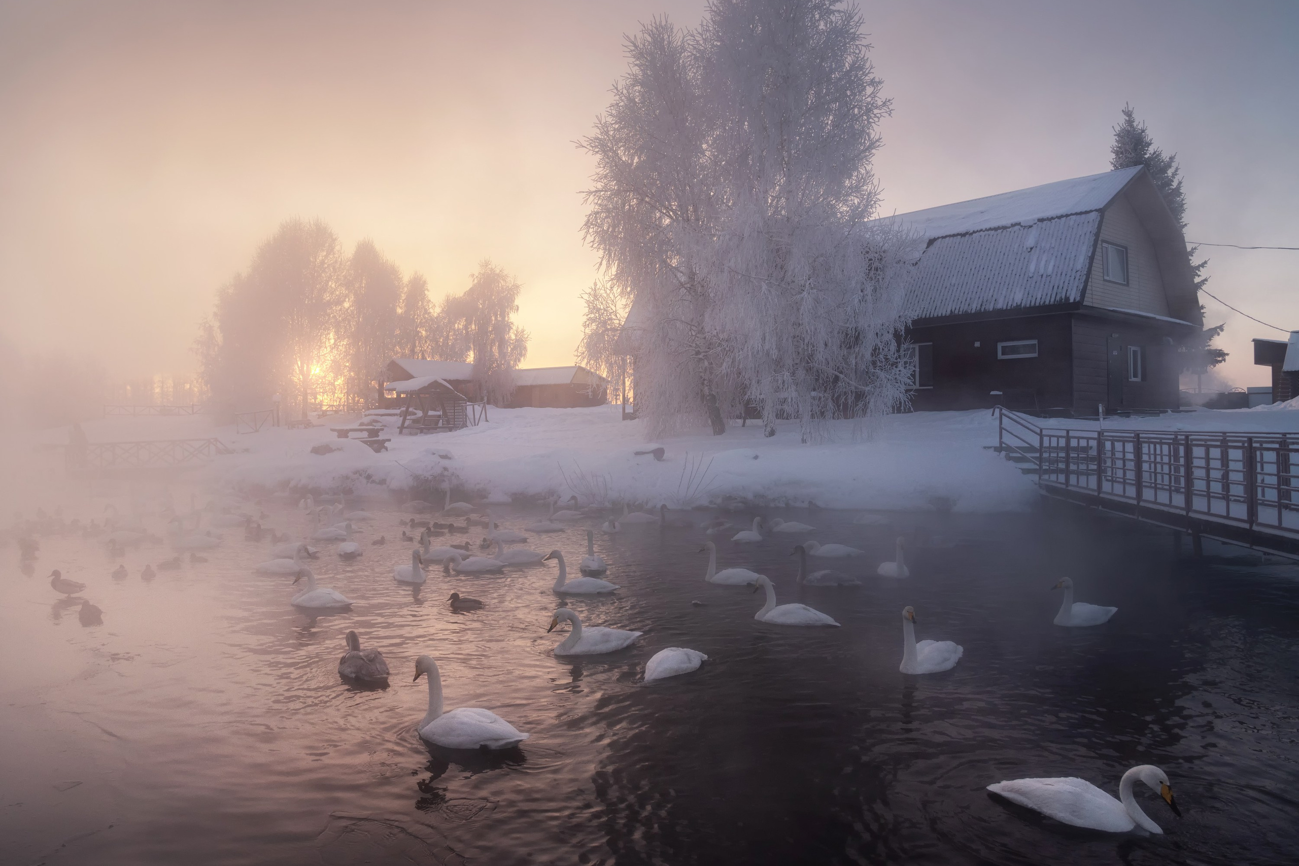 Лебединый заказник