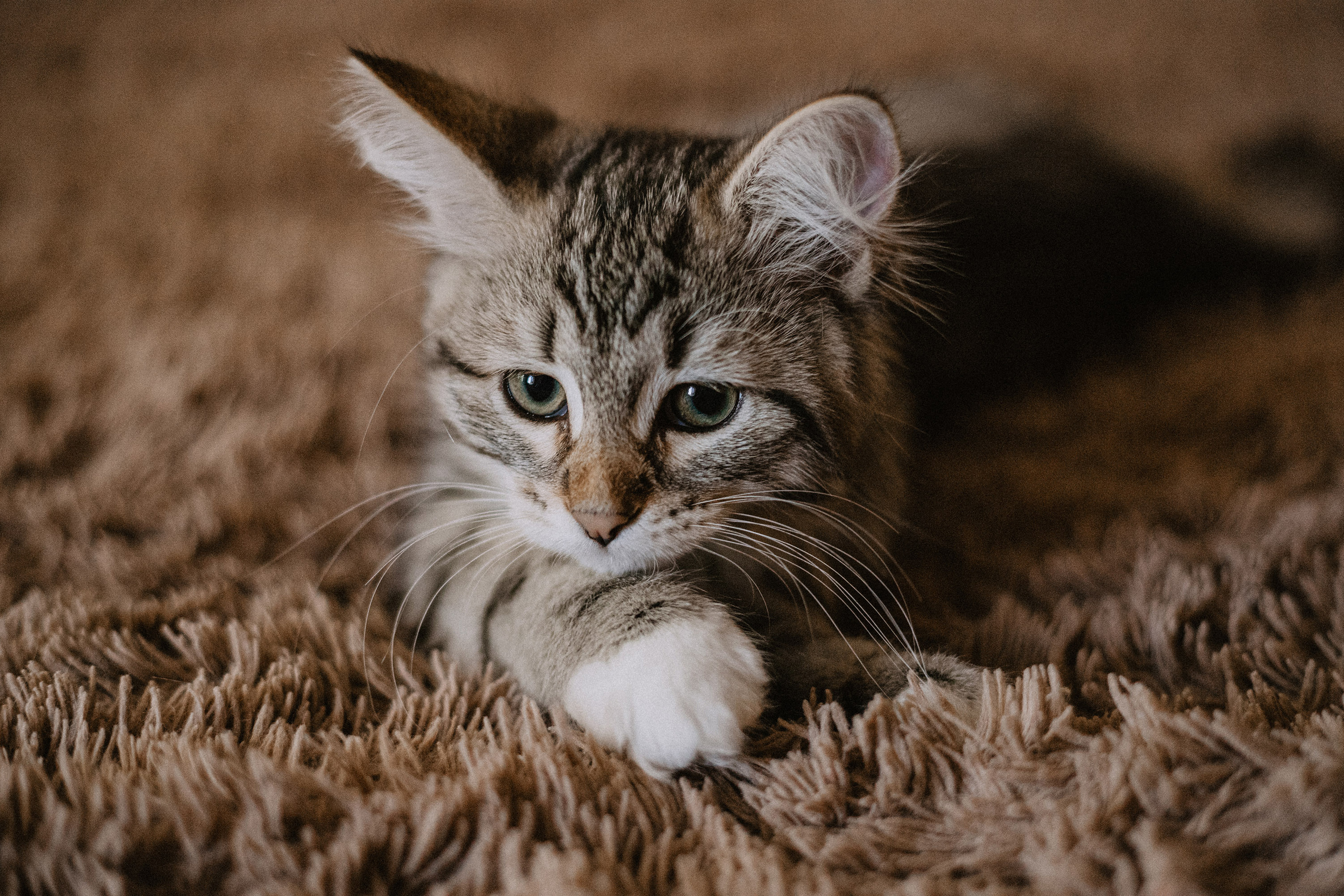 Сибирские котята из питомника «Ратибор» г. Симферополь