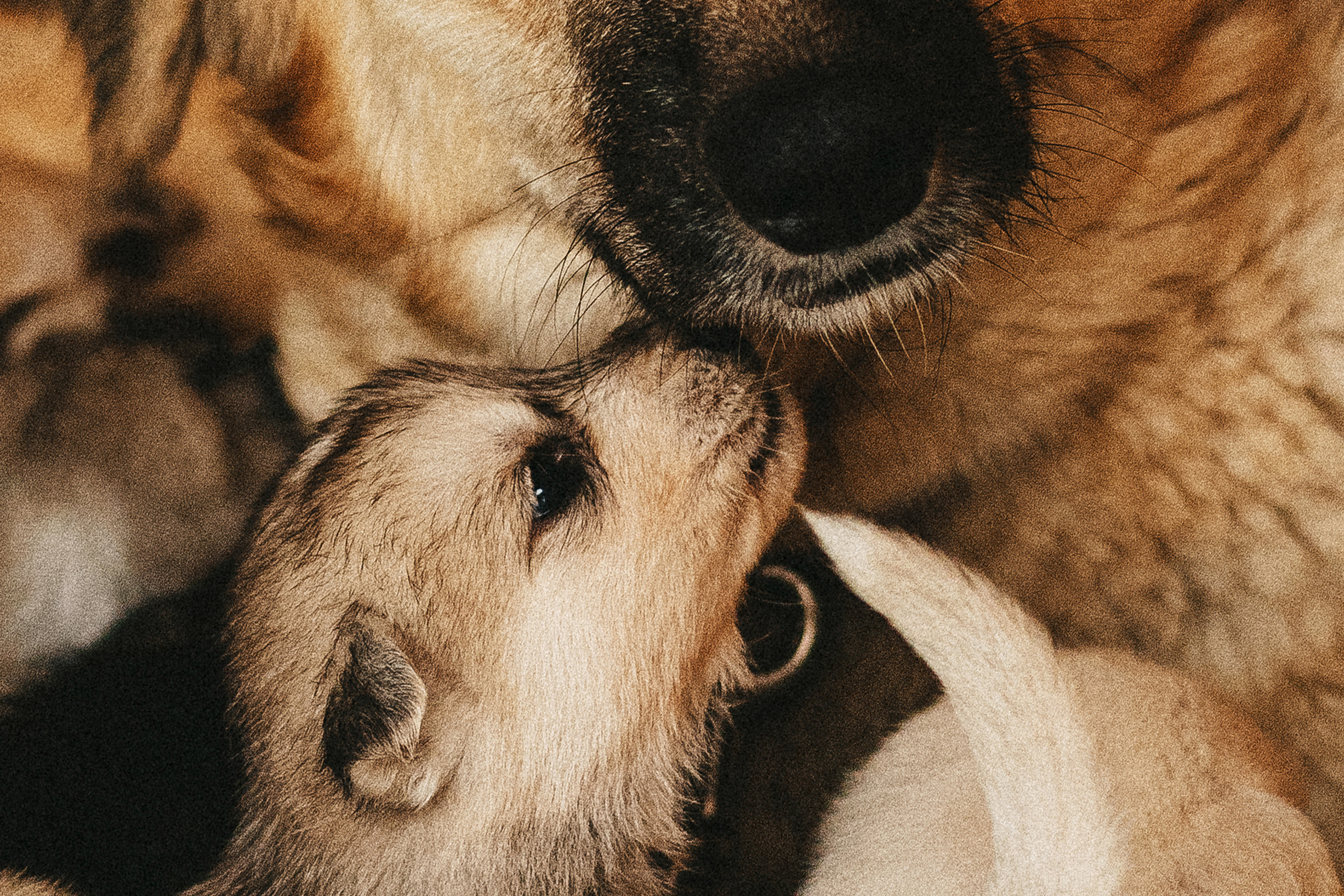 Собаки из приюта