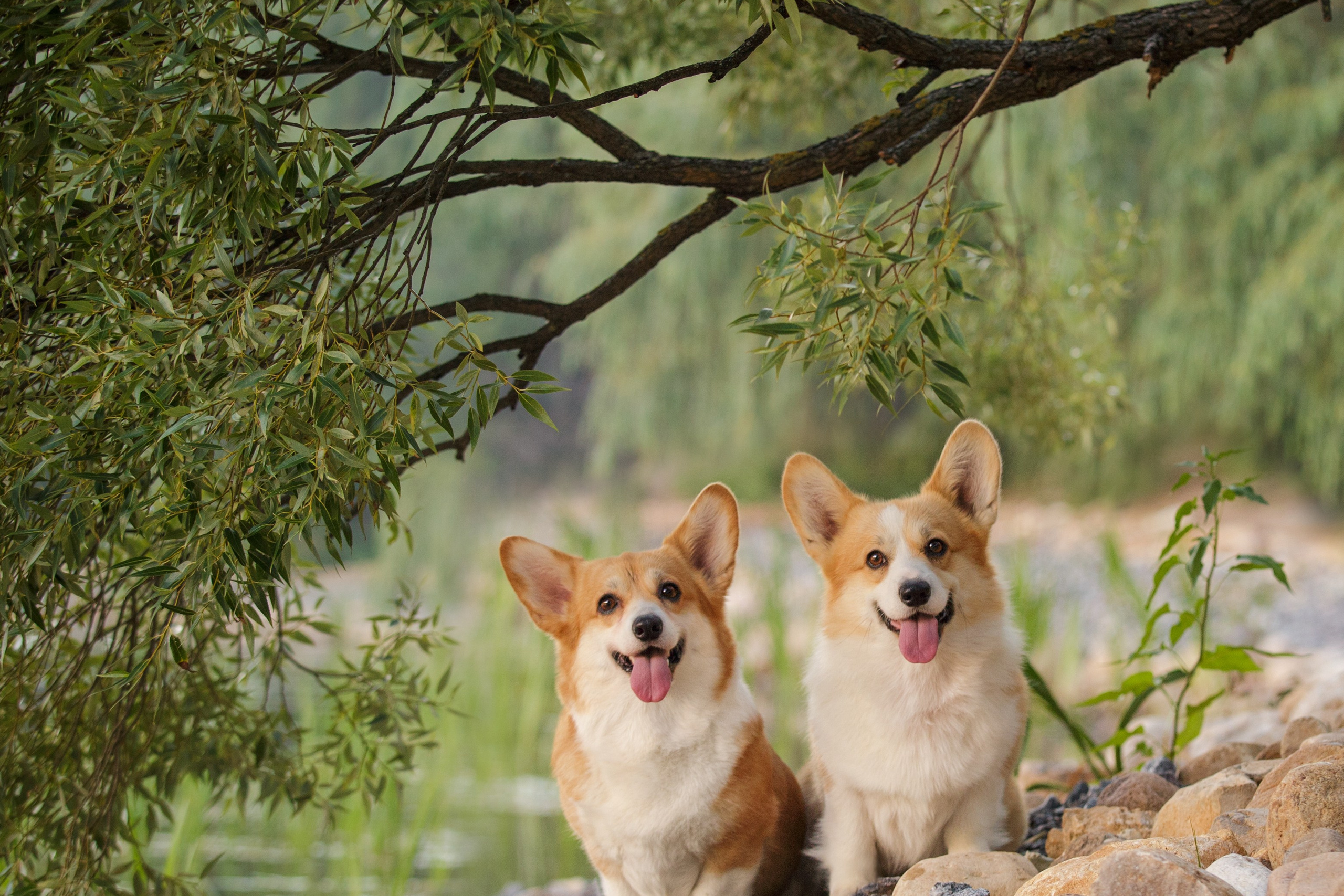 Съёмки собак на&nbsp;природе