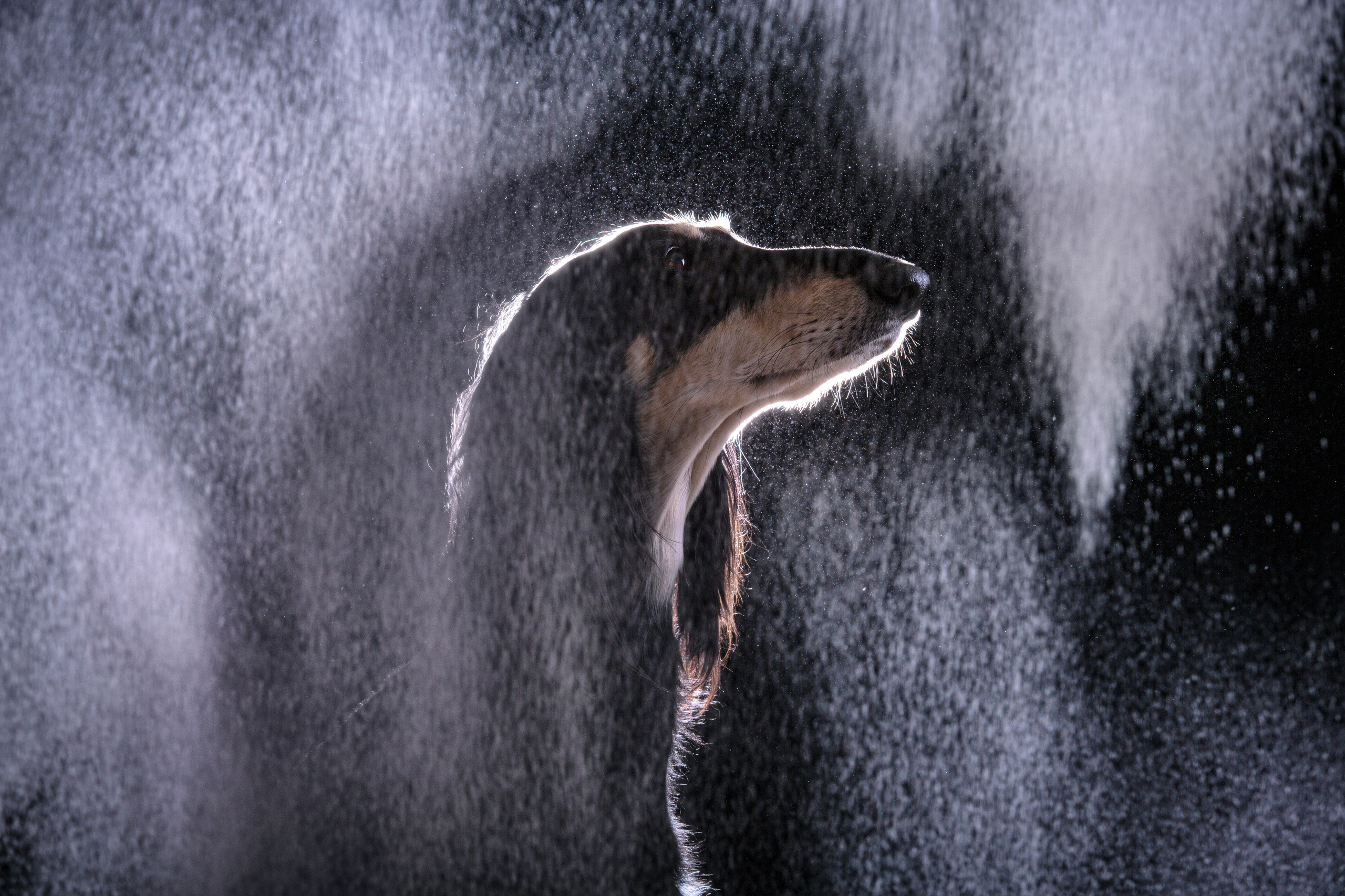 Студийная съёмка собак