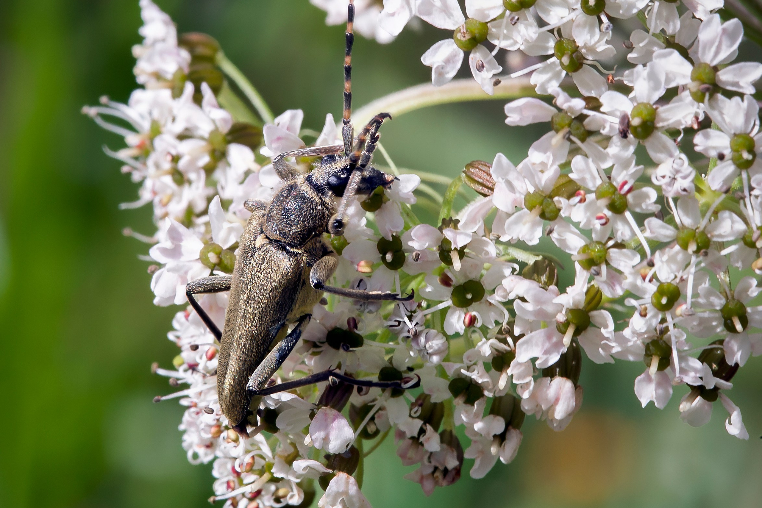Invertebrates