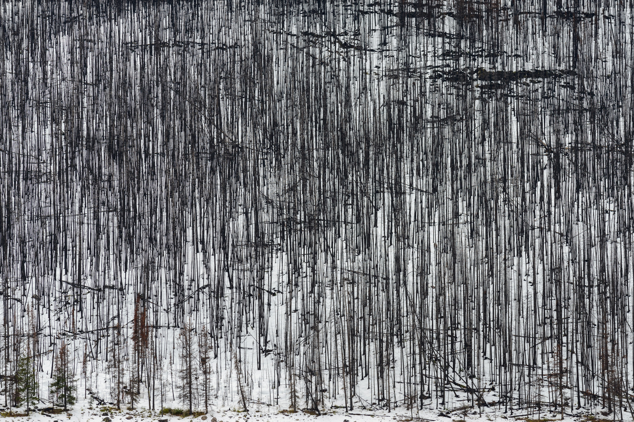 Канада, Скалистые горы. Лес после сильного пожара в 2003 году. Сгоревшие деревья вблизи оставляют гнетущее впечатление, но весь масштаб бедствия становится понятен только издалека, с противоположного берега озера, когда виден весь массив из обугленных и упавших стволов.