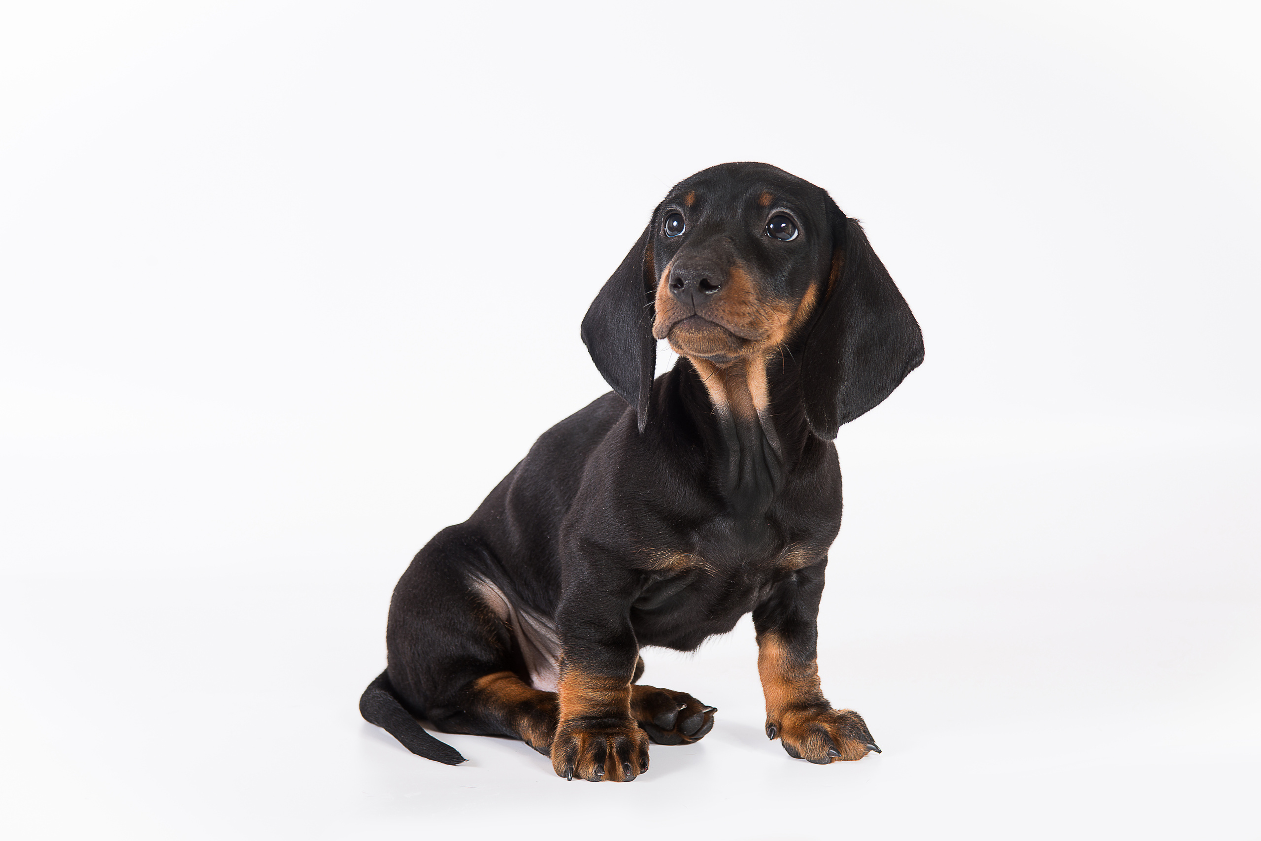 Такса (щенки)