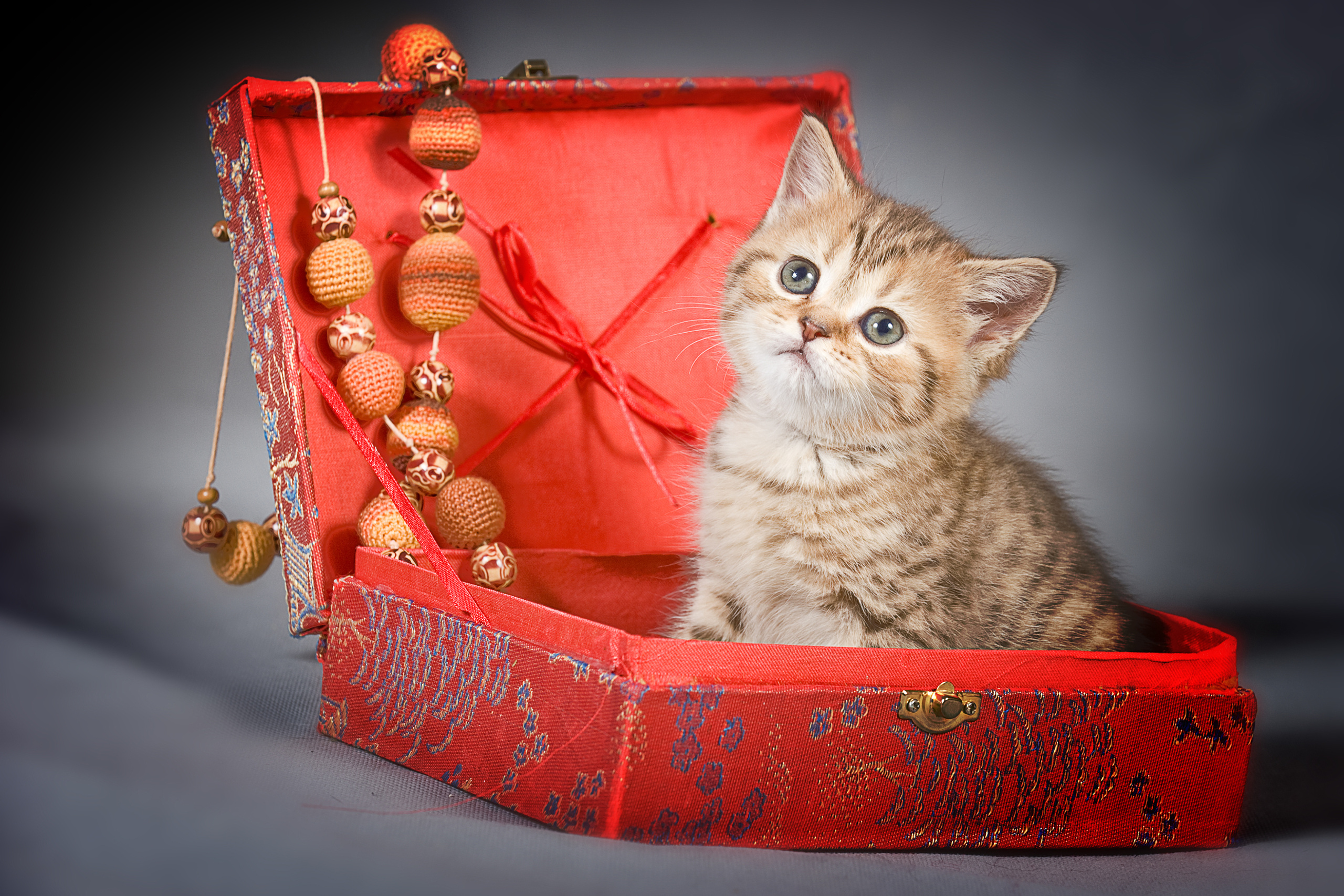 Британская (котята)