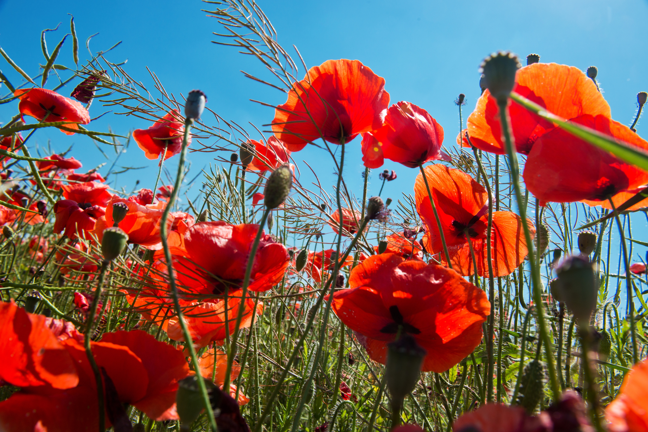 Венгрия-Чехия 2015