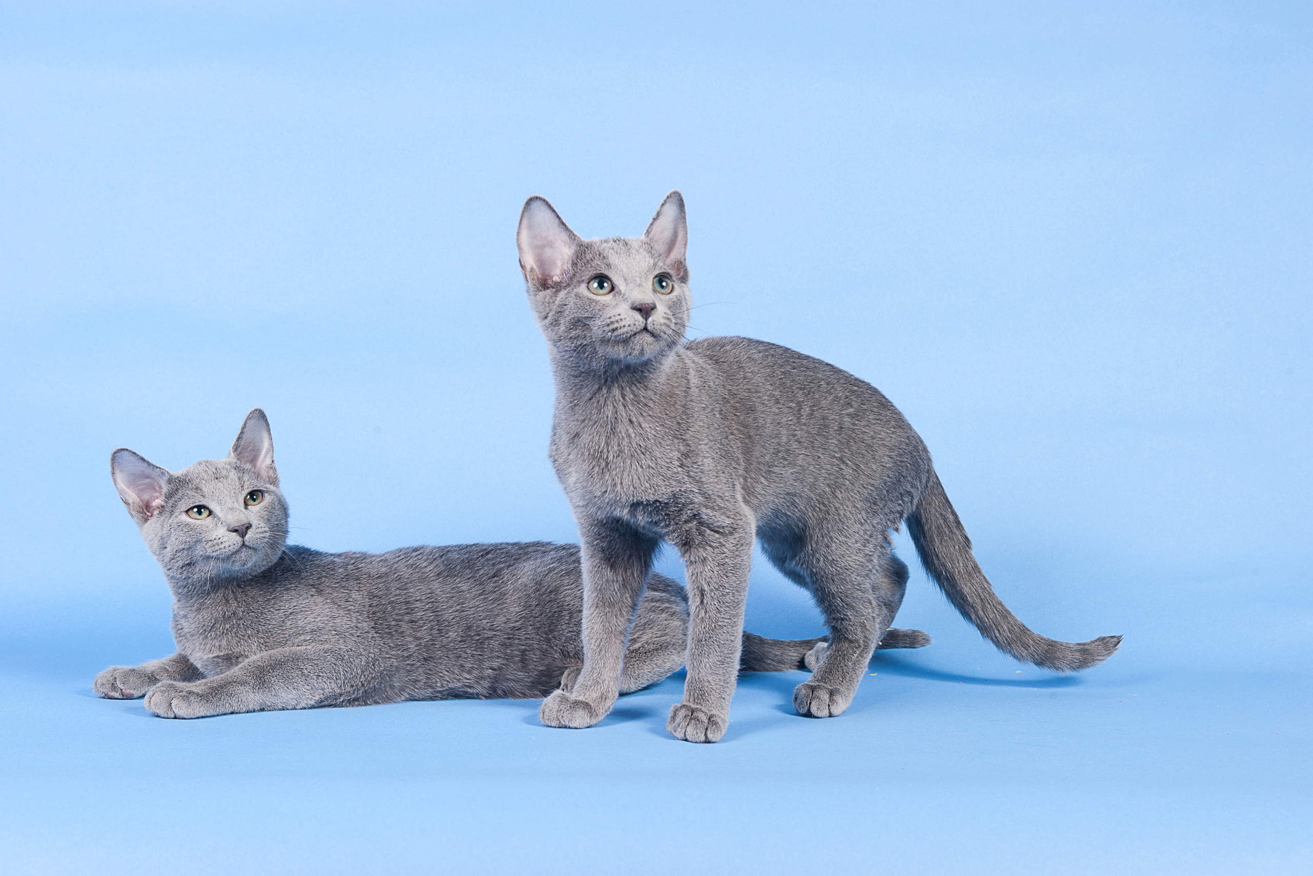 Русская голубая