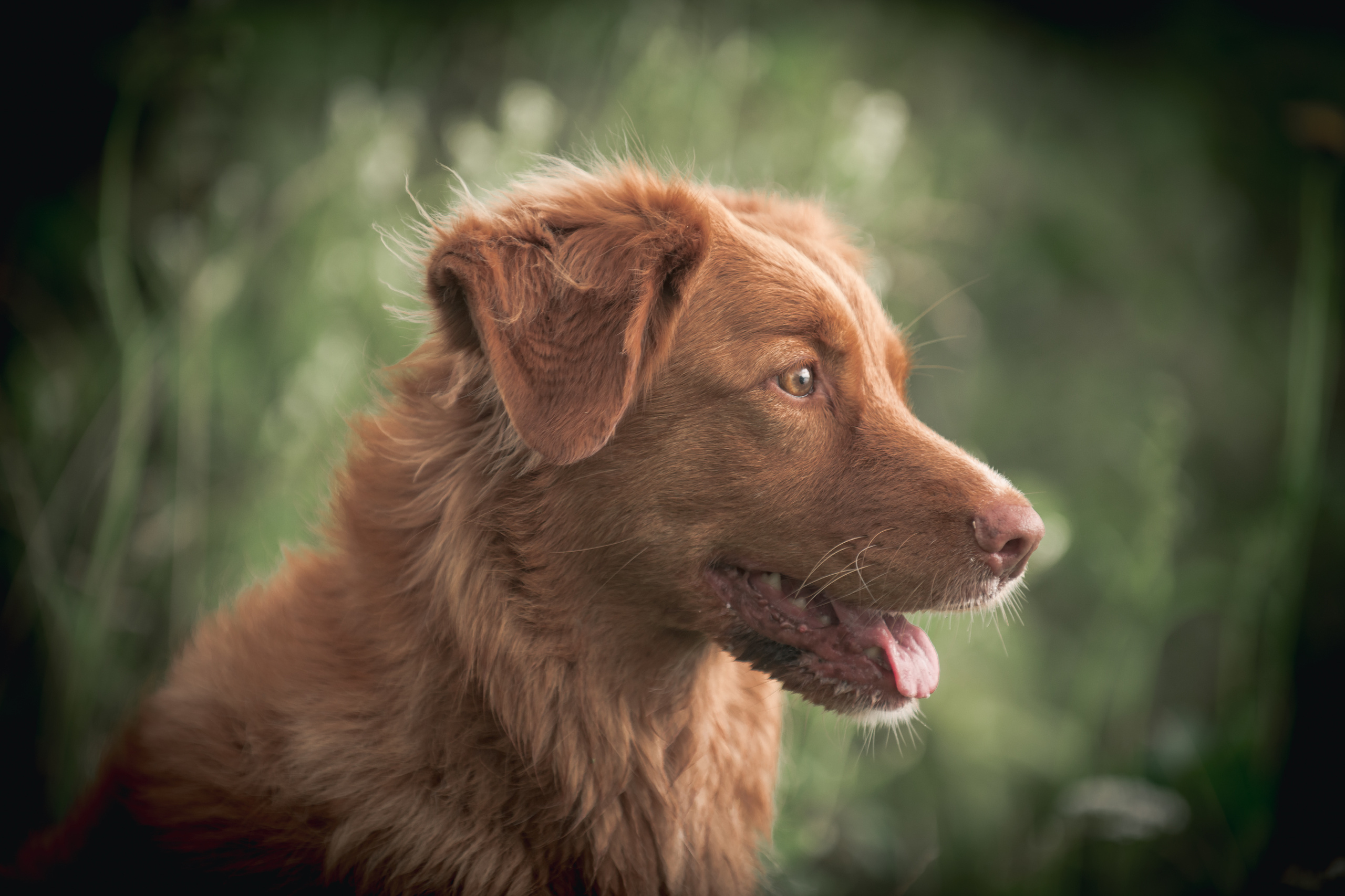 Новошотландский ретривер Энни