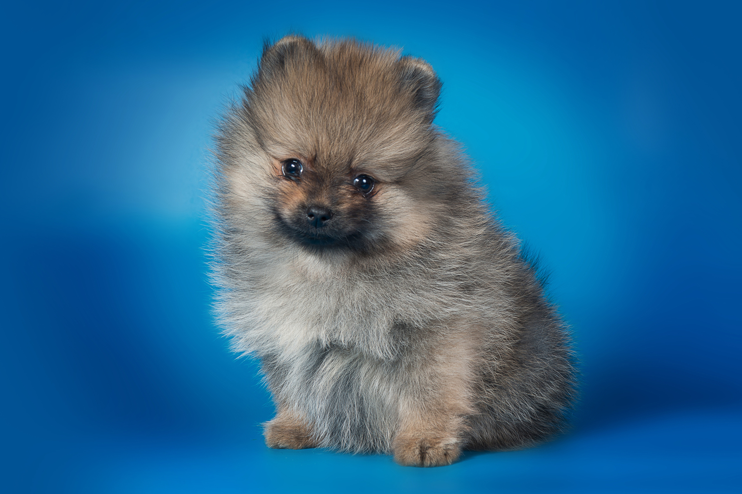 Шпицы (щенки)