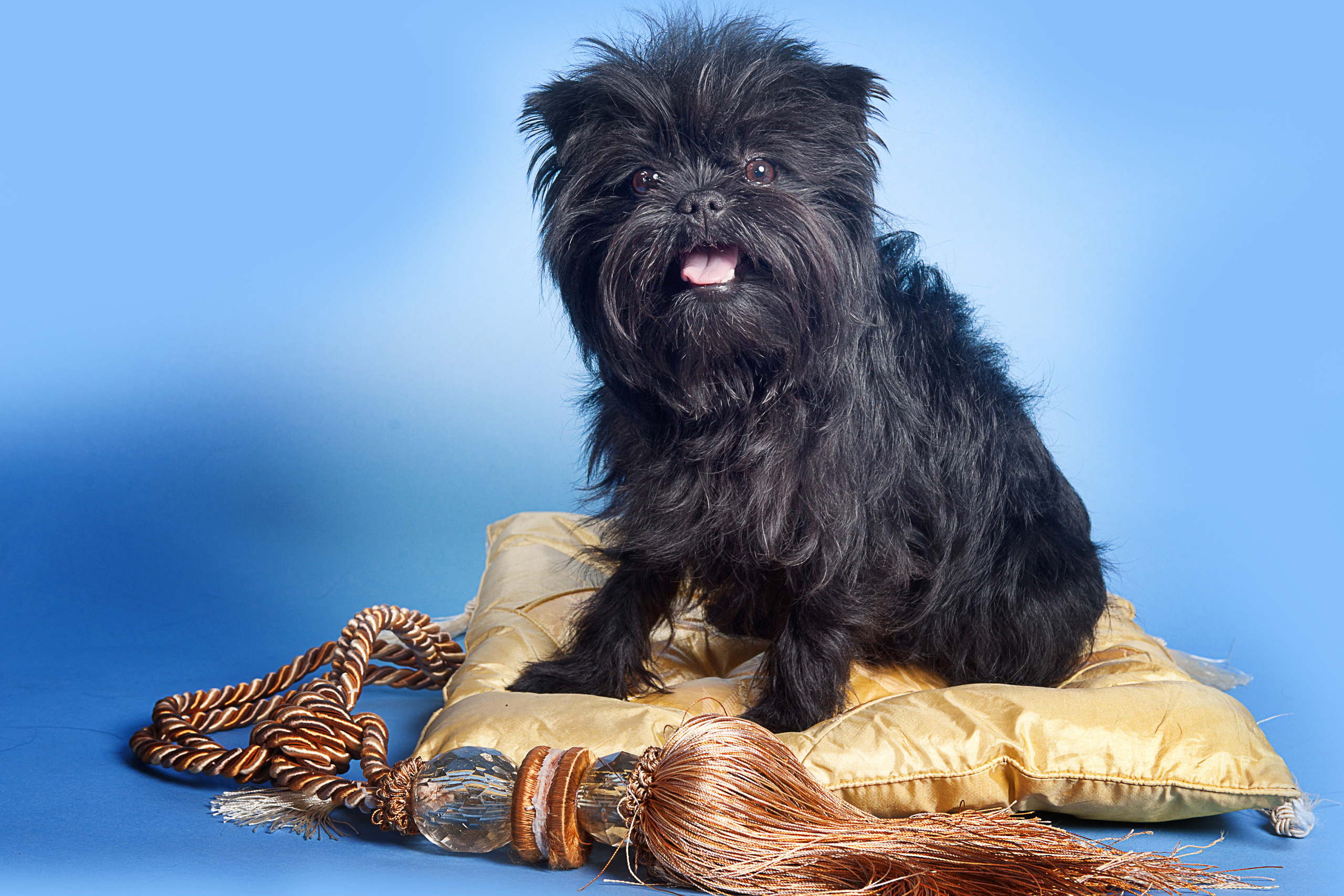 Аффен пинчер