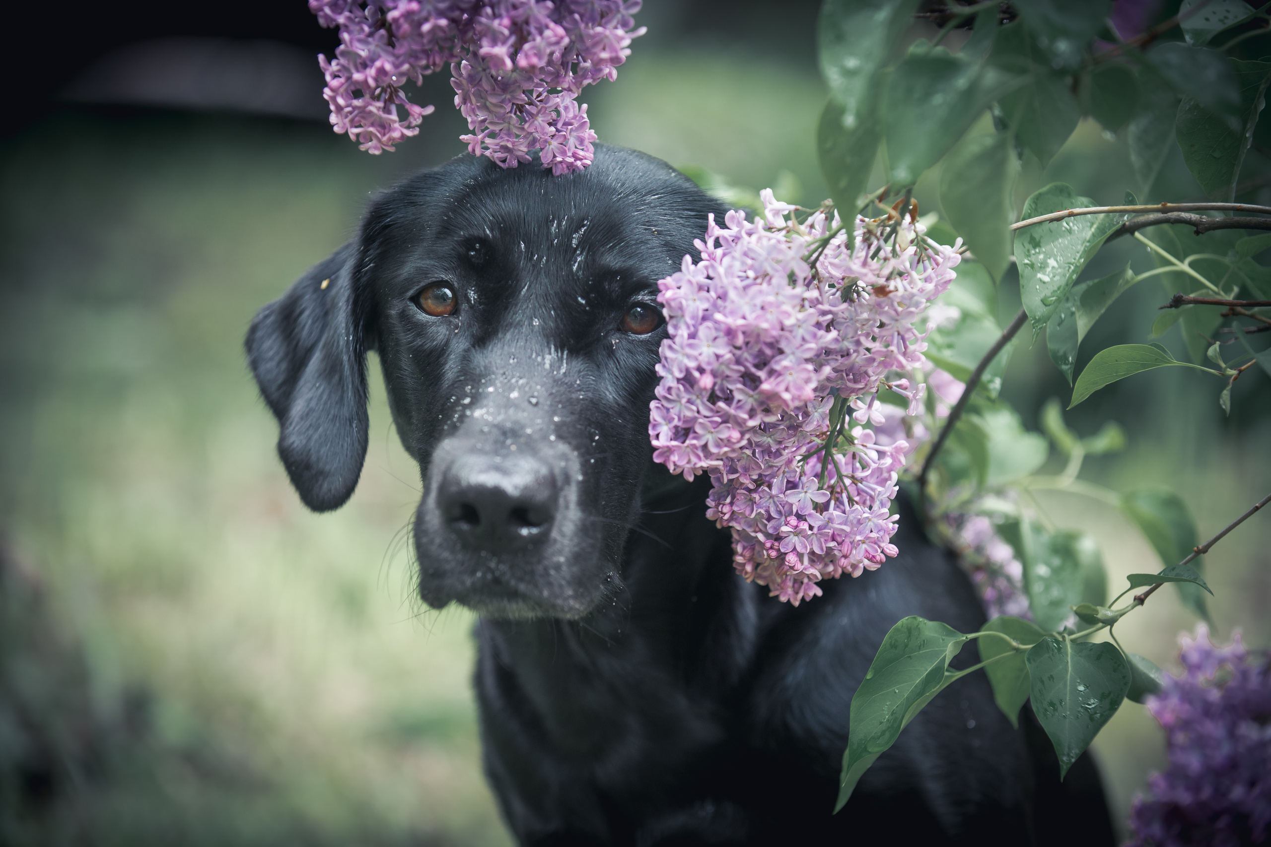 Лабрадор ретривер Джем