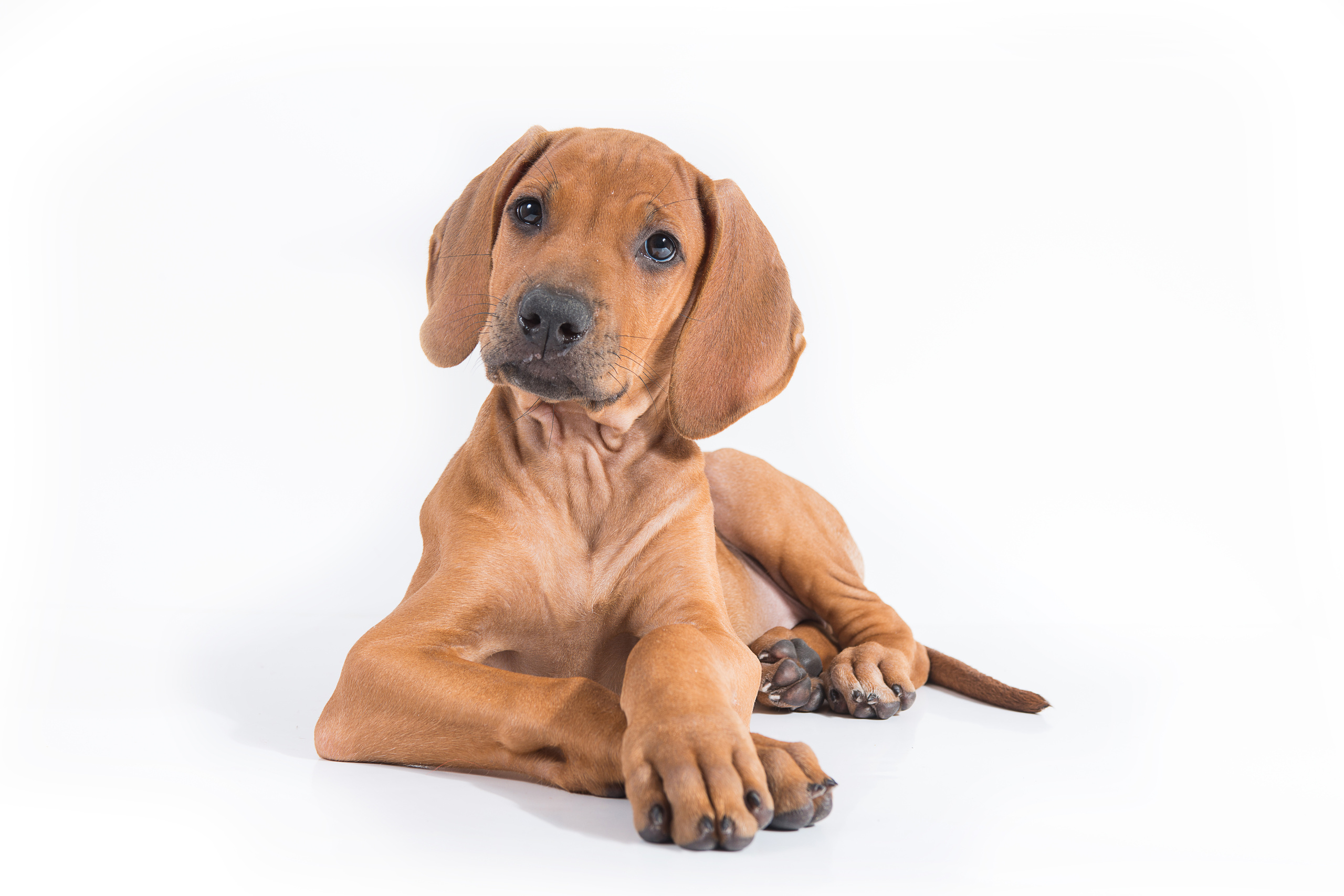 Родезийский риджбек (щенки)